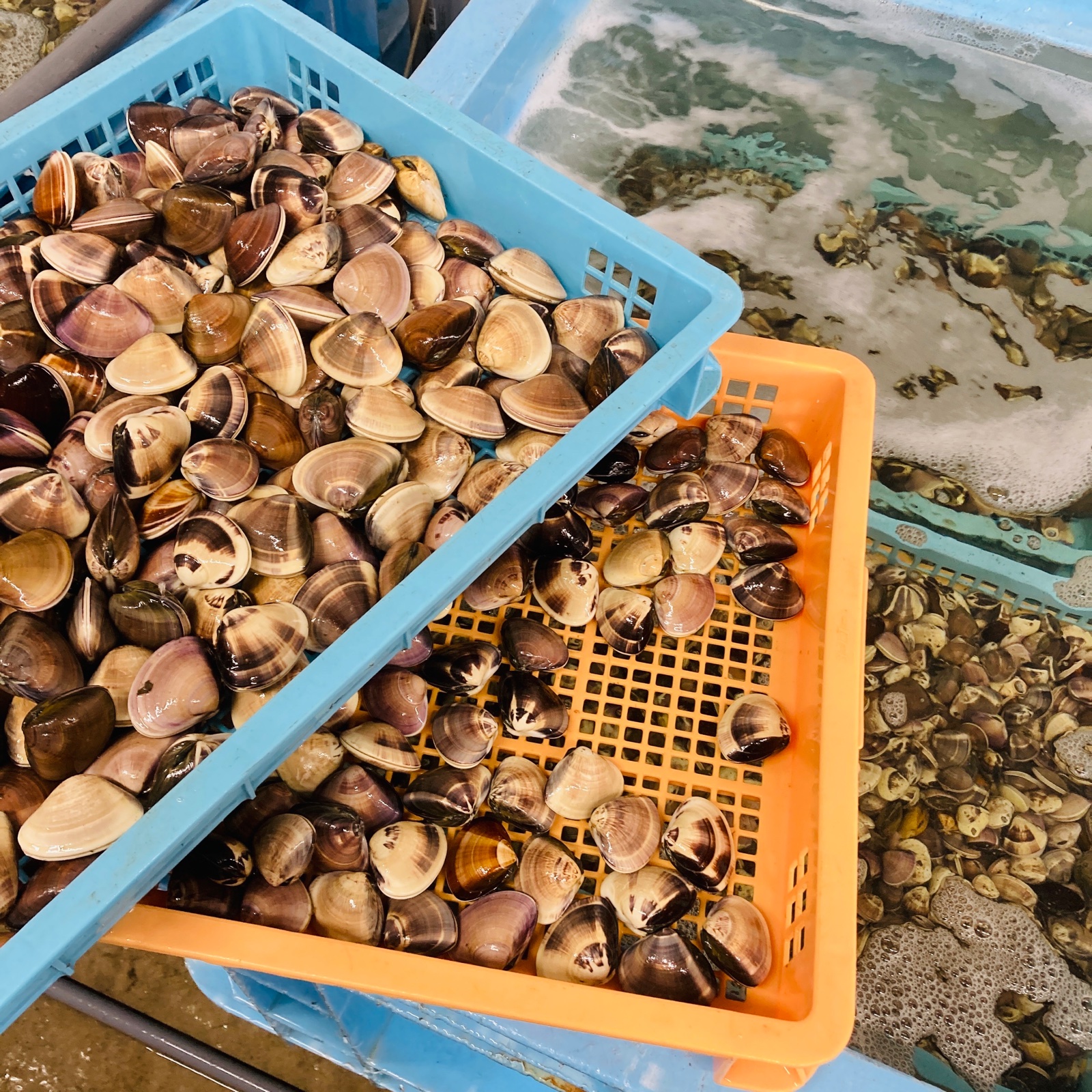 真空冷凍はまぐり(ぜんな) 1個5〜15g 約500g×1パック | 魚介類/蛤 産直