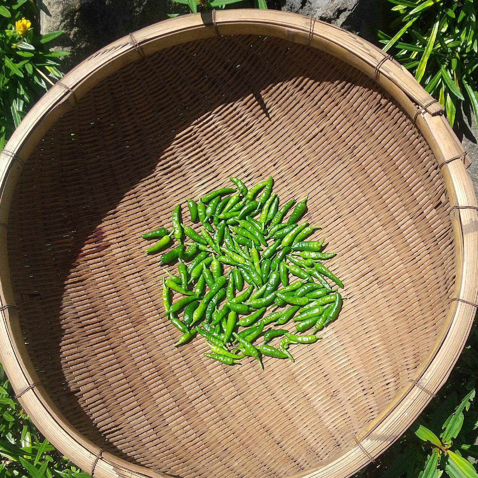 農薬不使用】島トウガラシ青200個 ｜ 野菜/スパイス 産直アウル 農家