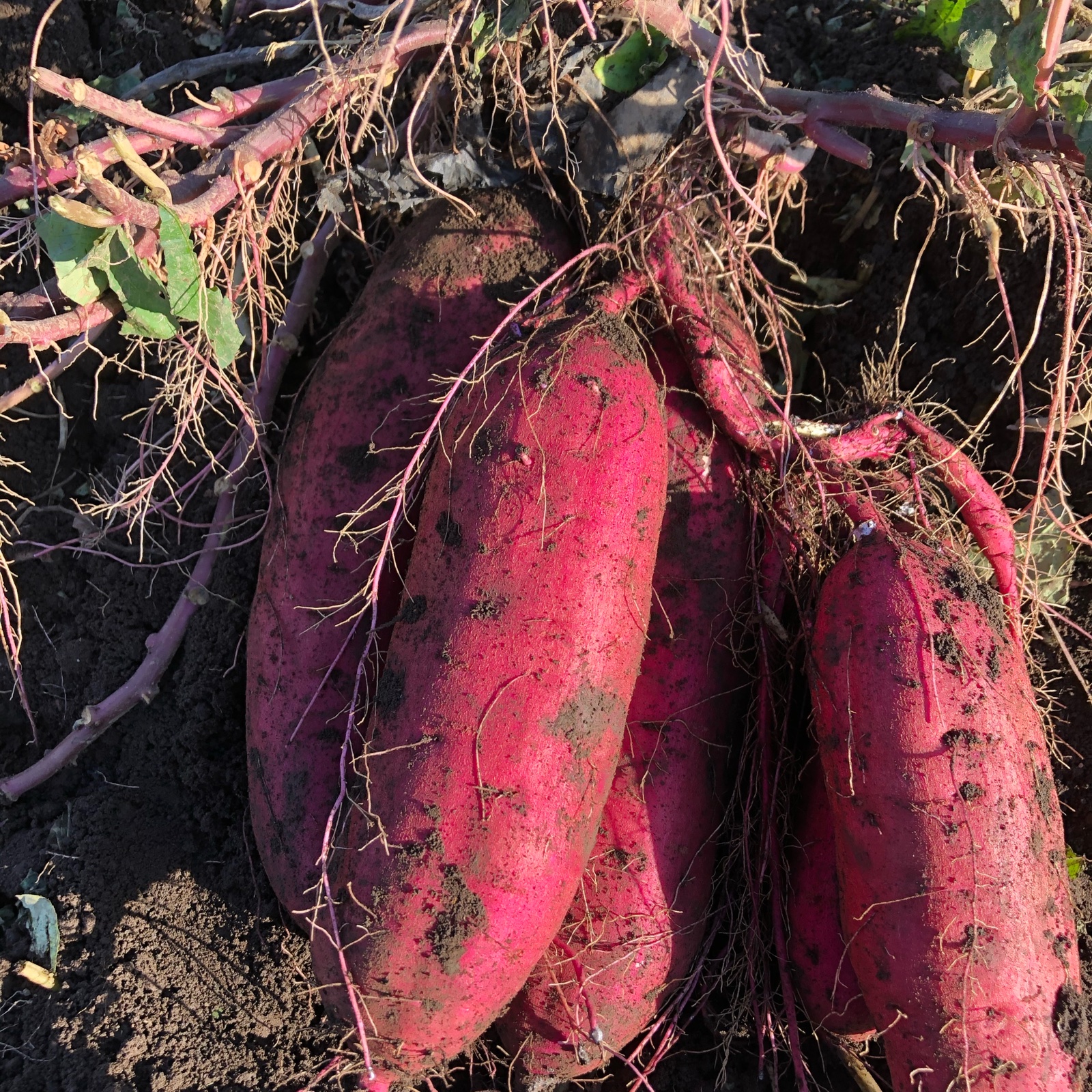 B級品】干し芋3キロ【べにはるか】 | 野菜/野菜の加工品 産直アウル