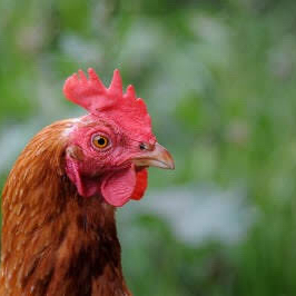 酵母・平飼い卵50個】酵母を与えて育った平飼いたまご（元気たまご）50