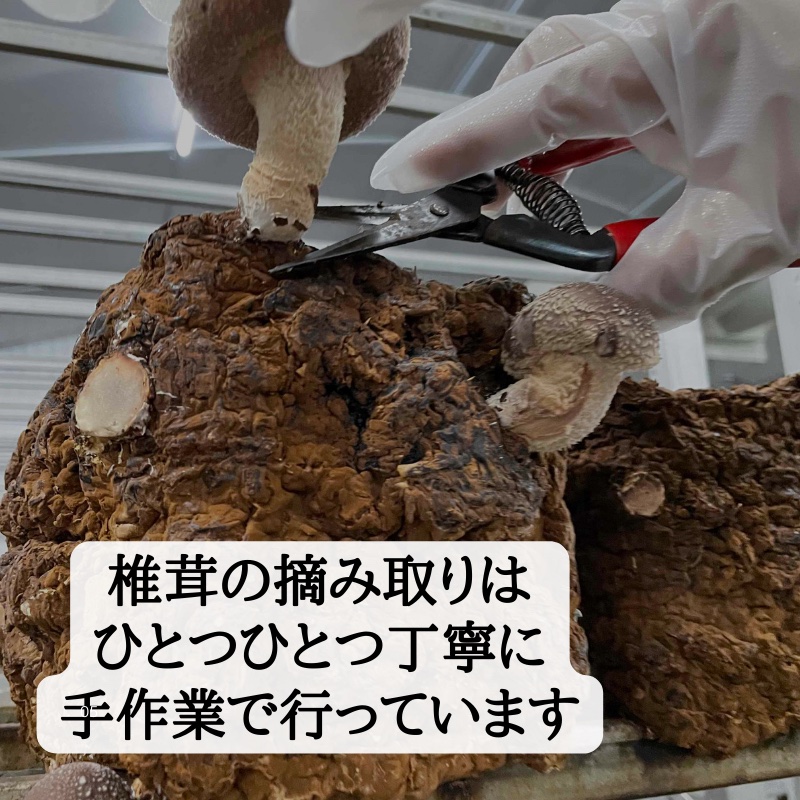 訳あり クール冷蔵発送コミコミ大特価 形が悪く成長したシイタケ3キロ