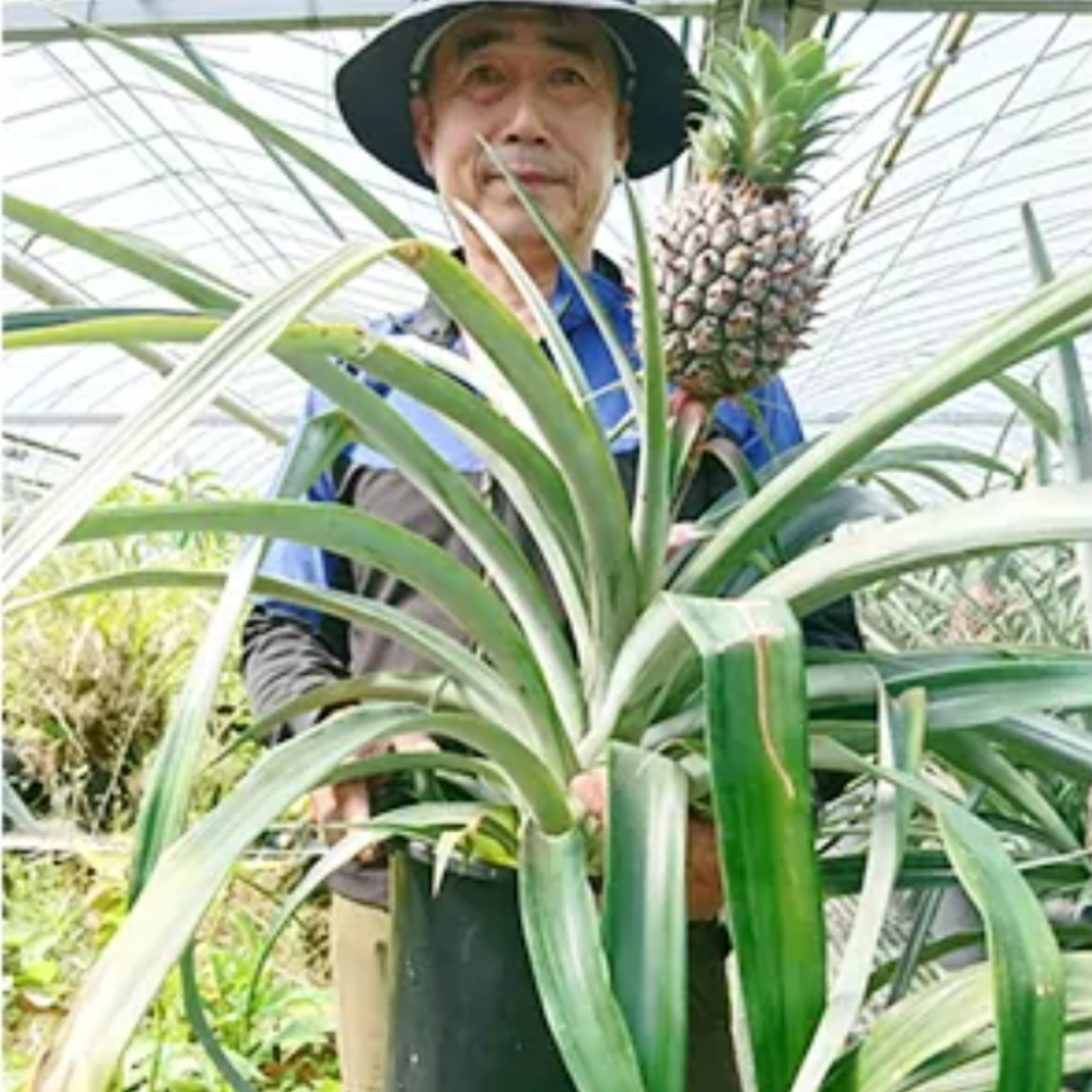 糖度20前後完熟スナックパイン(1玉)(栽培期間中農薬不使用) ｜ 果物