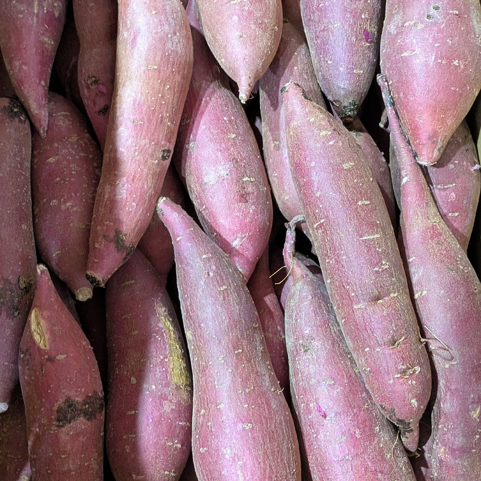 佐之衛門のふくむらさき ミニ箱込み5キロ ｜ 野菜/さつまいも 産直 