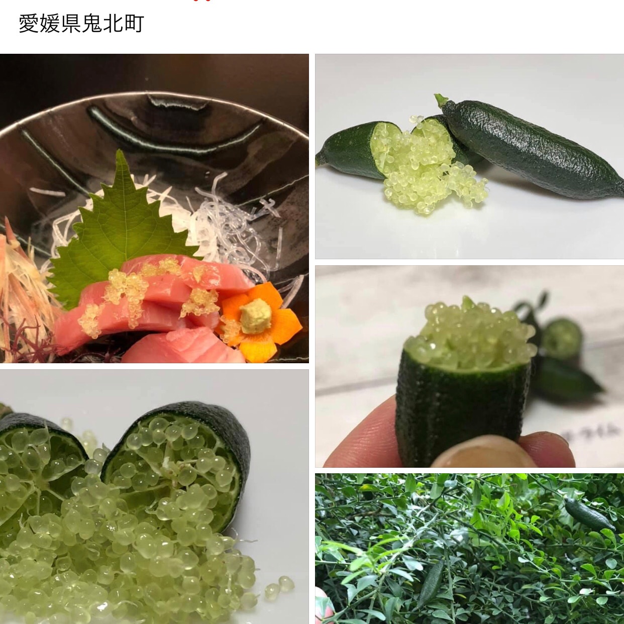 国産 高級フィンガーライム 2本(約20g) | 果物/香酸柑橘(ライム