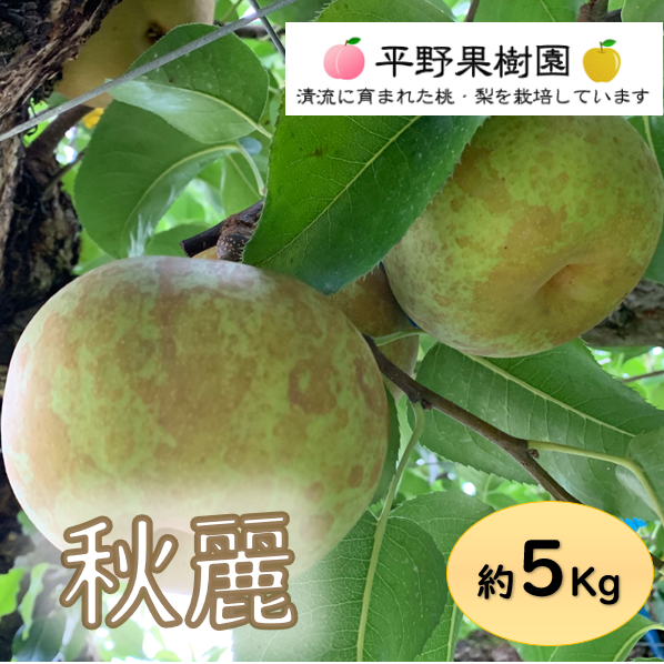 最終販売！秋麗 5kg箱(5〜14個入り) ｜ 果物/梨 産直アウル 農家・漁師