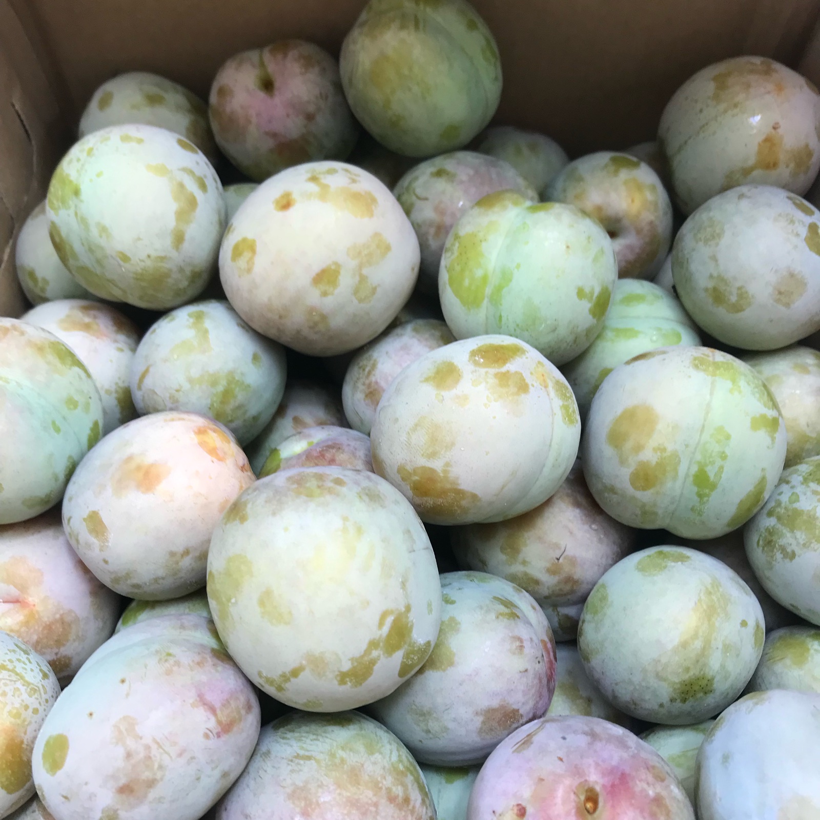 山梨県産ソルダム10kg ｜ 果物/すもも・プラム 産直アウル 農家・漁師