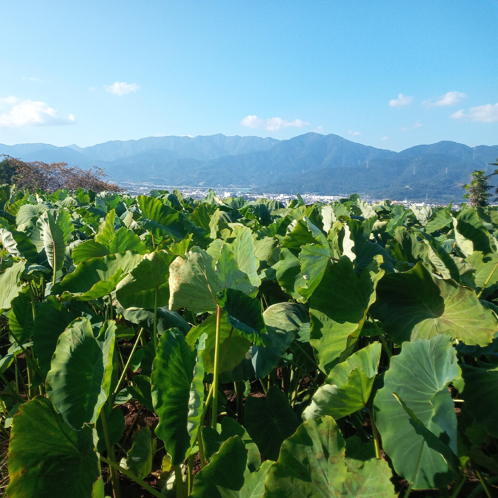 たわらいも（俵芋） 神奈川が誇る里芋です！ ｜ 野菜/里いも 産直