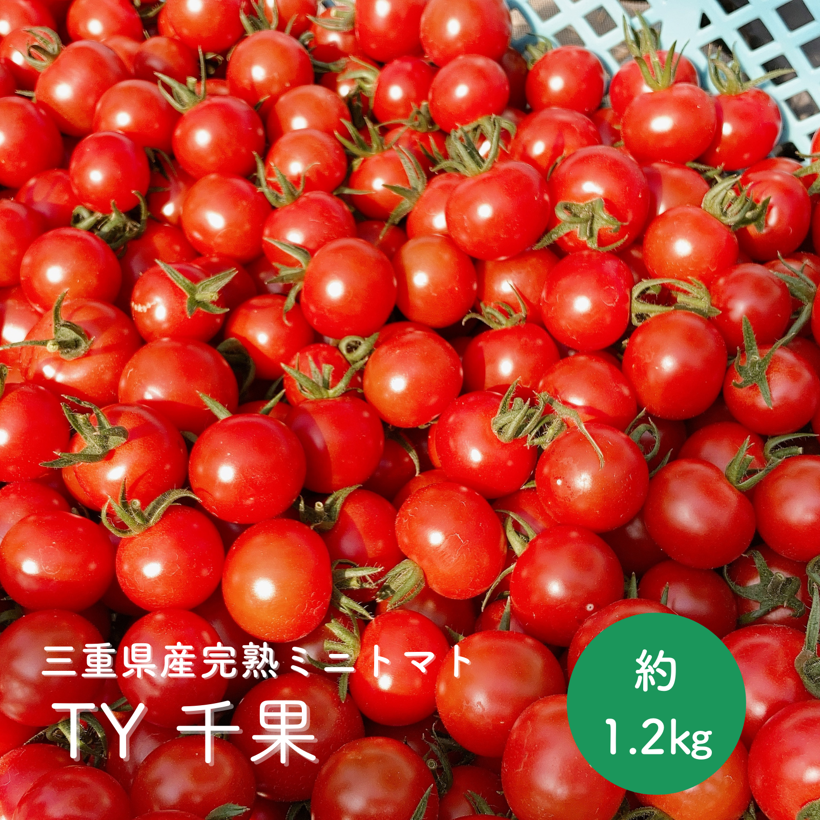 甘いだけじゃない！旨味とコクを凝縮！三重県熊野産 真っ赤な完熟ミニ