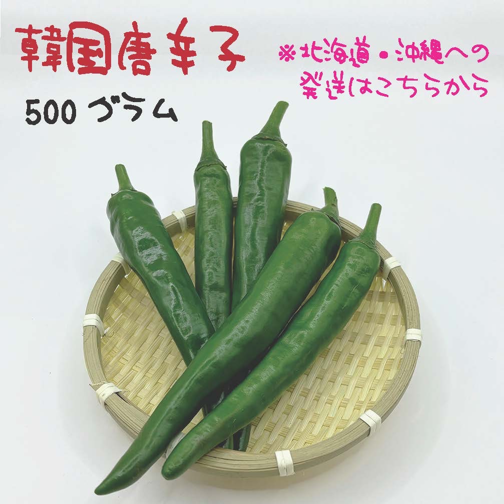 北海道・沖縄専用】韓国唐辛子 約500g 宮崎産 青唐辛子