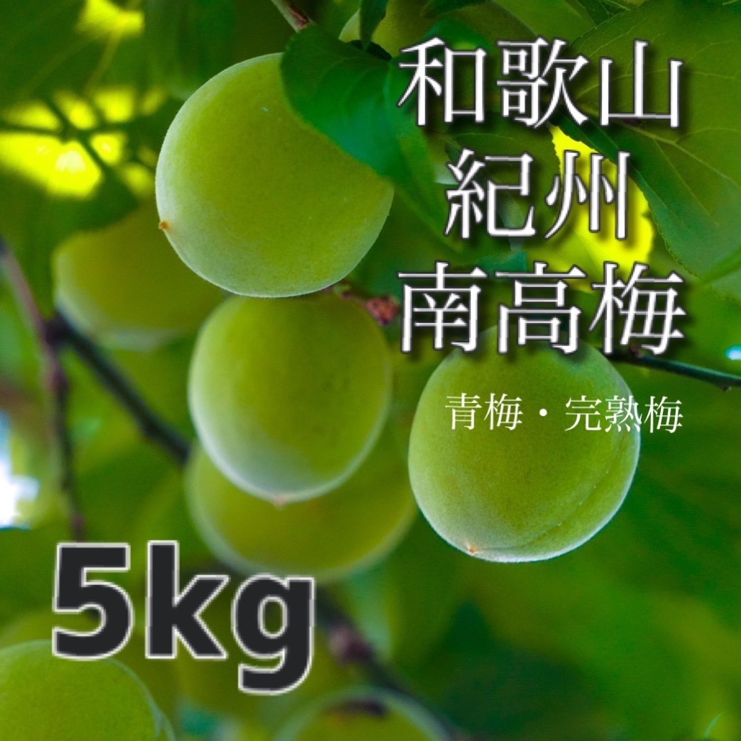 家庭用】青梅 5kg 大粒 紀州南高梅【和歌山】 ｜ 果物/青梅 産直アウル