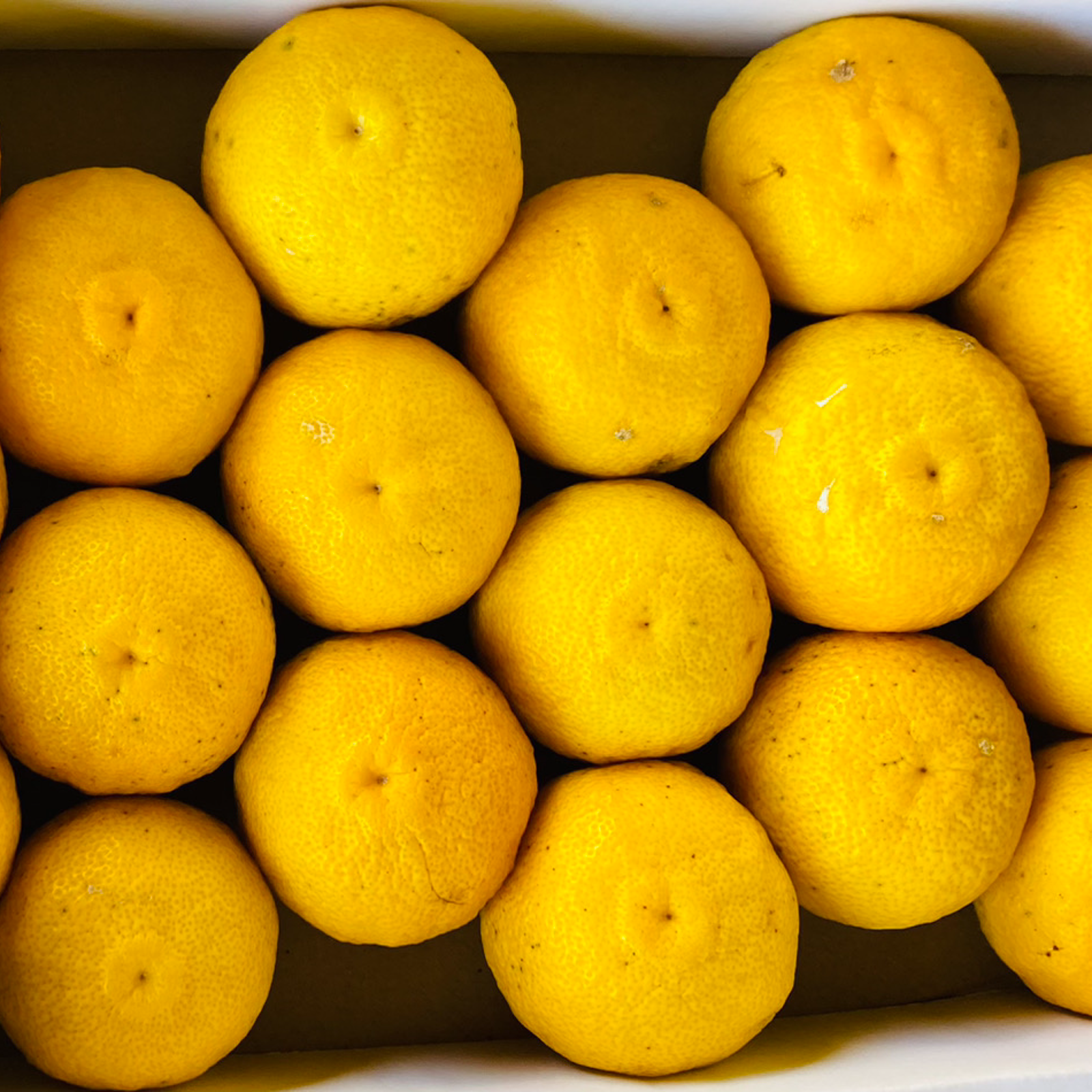 選果落ち 訳あり商品】熊本県産 ゆず 柚子 訳あり 約1.5kg【002