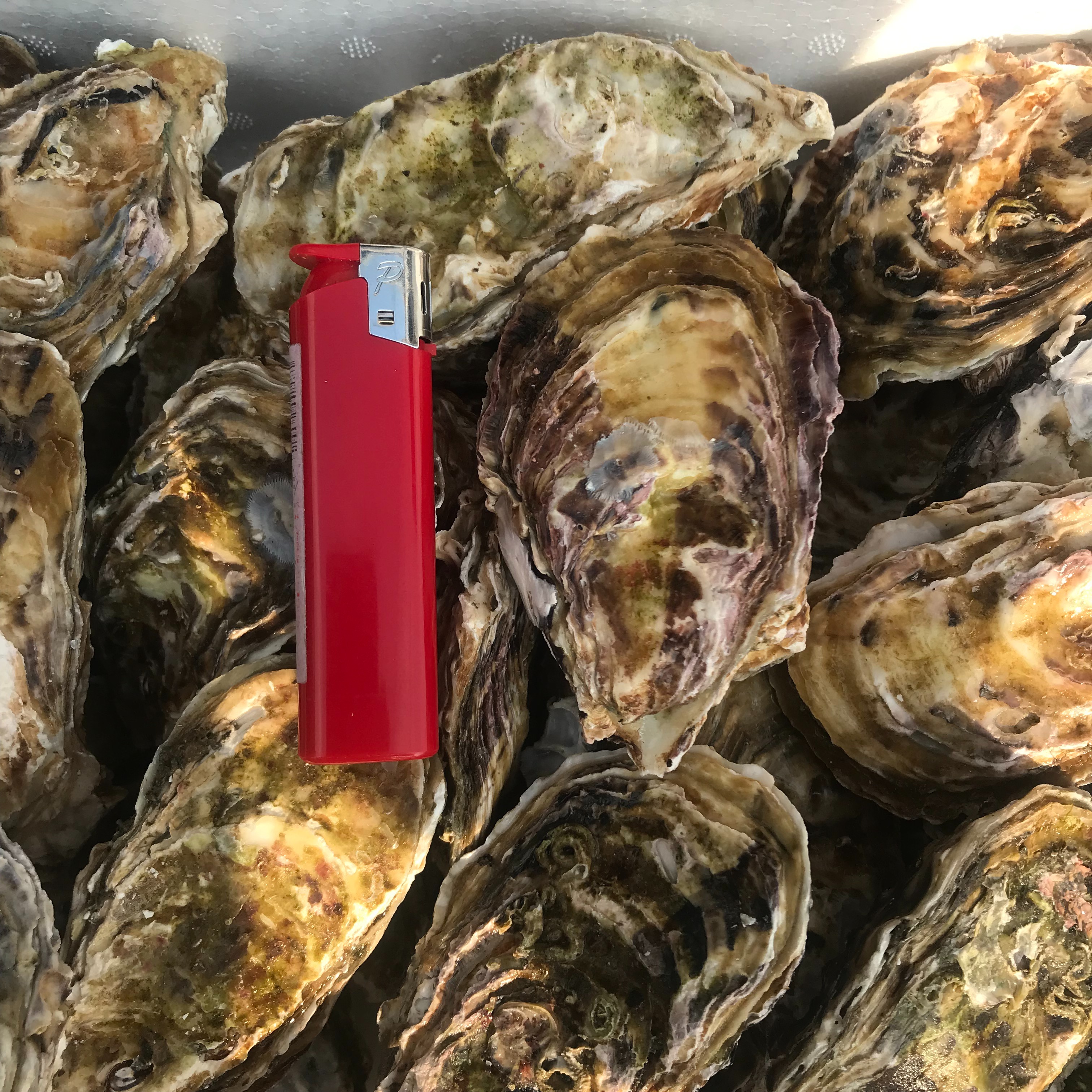 三重県産 浦村かき 殻付き 冷凍かき 生食用 70個(S~Mサイズ） | 魚介類