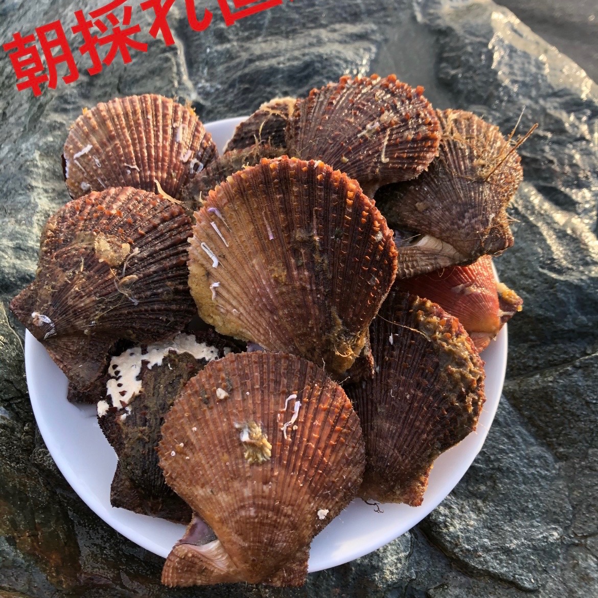 赤 皿 貝