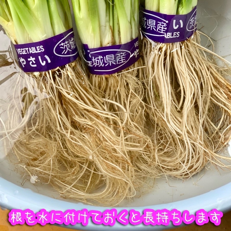 🍀茨城県産 せり🍀5束 600g ｜ 野菜/その他野菜 産直アウル 農家