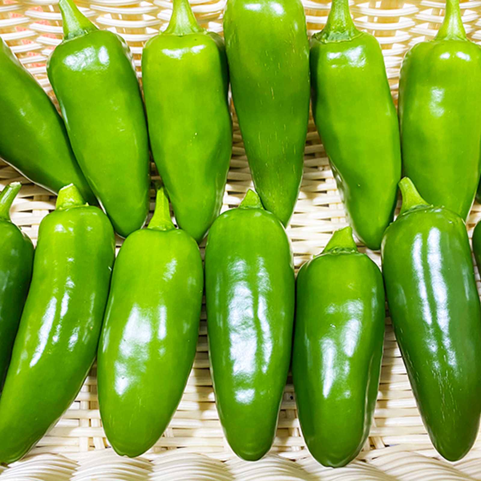 かじゃ　ハラペーニョ8kg かじゃ　ハラペーニョ8kg