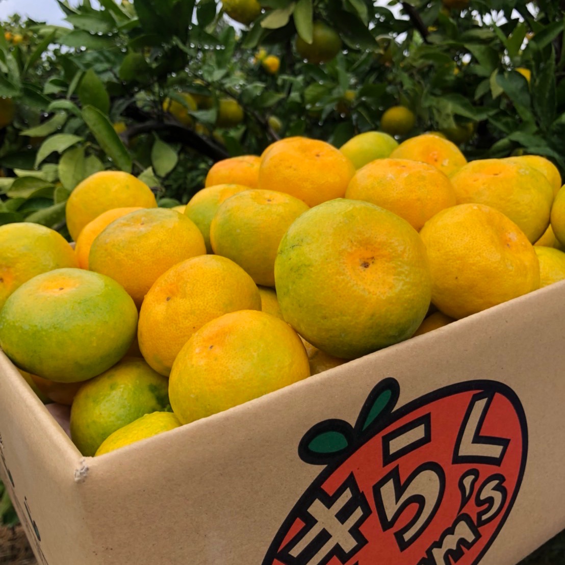超メルカリ市週末限定SALE！有田みかん　由良早生　10キロ　特選 産地直送】☆有田みかん☆極早生☆家庭用10キロ ｜ 果物/温州みかん