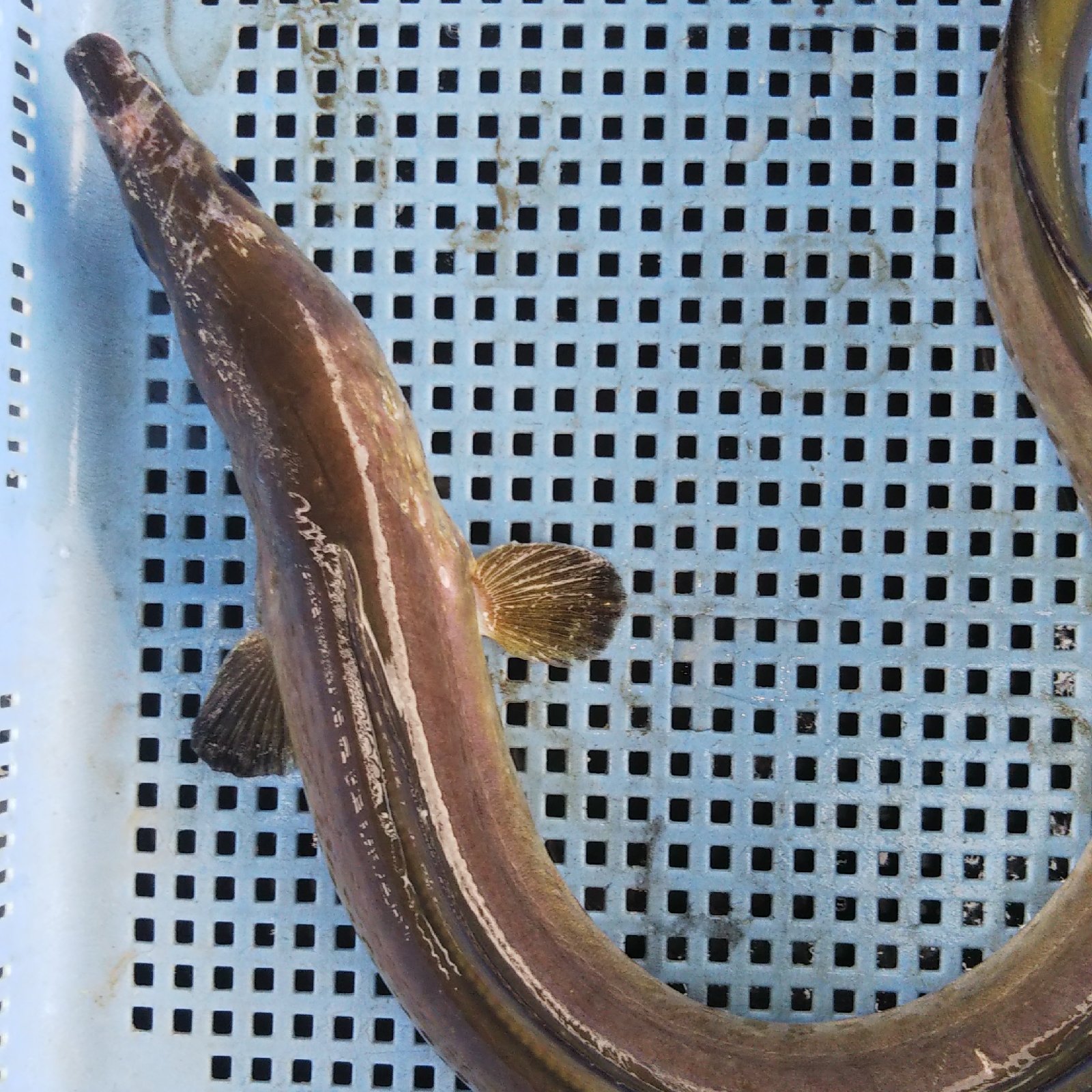 訳あり活〆鱧 約2キロ ｜ 魚介類/鱧 産直アウル 農家・漁師など生産者 