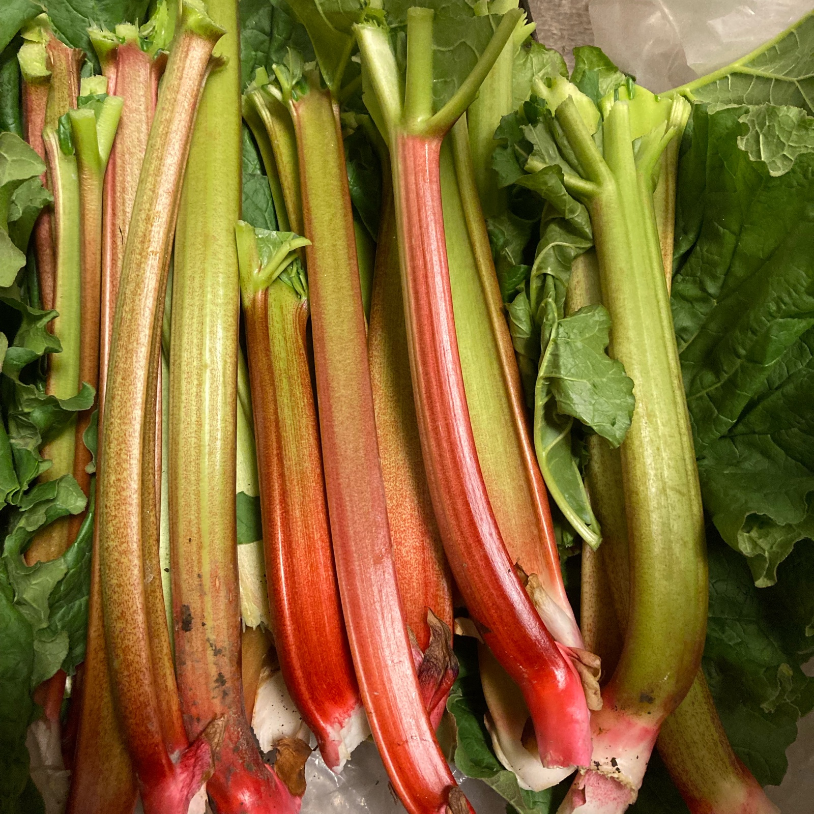 信州産 ルバーブ ミックスカラー 冷凍/5キロ箱込み ｜ 野菜/ハーブ