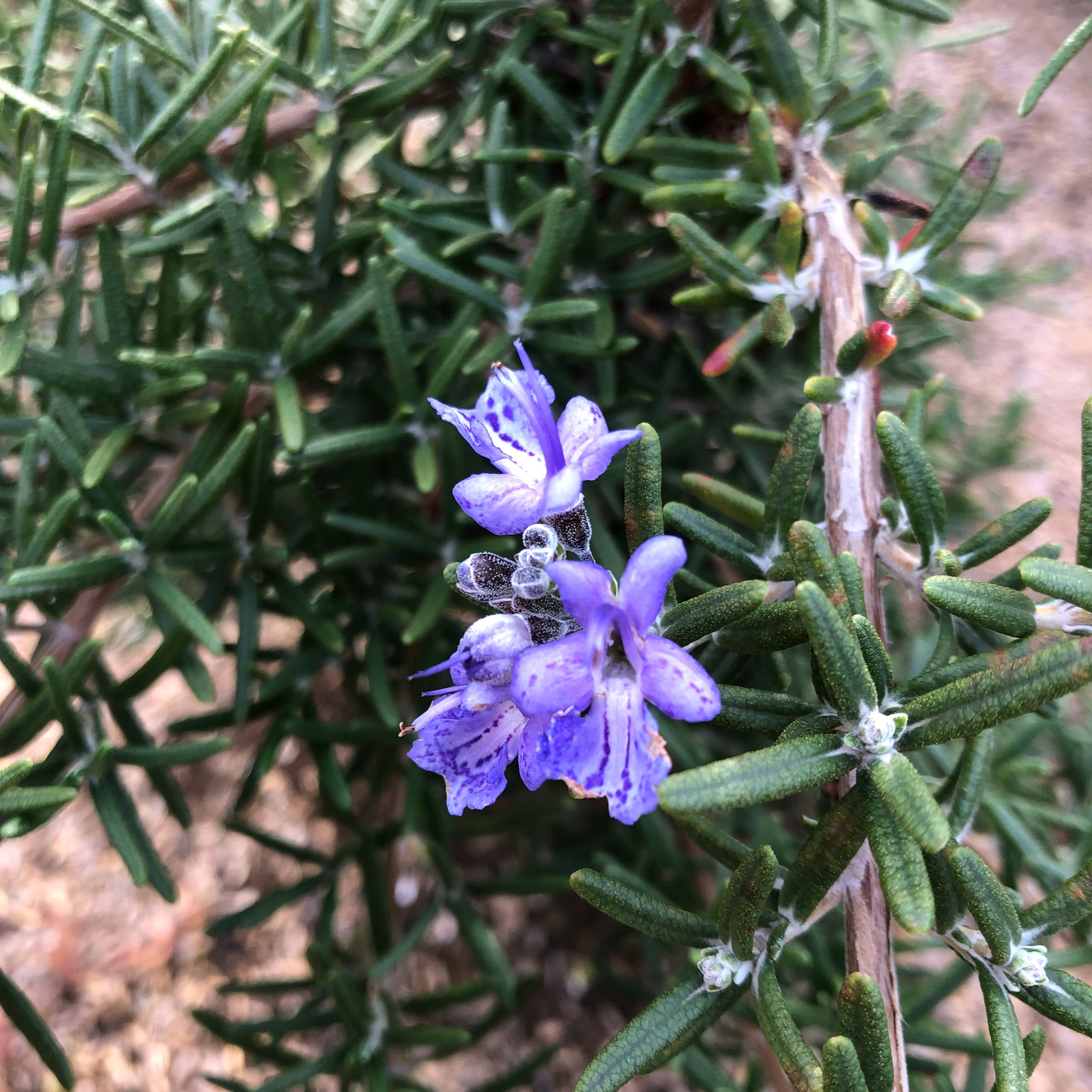 自家栽培ローズマリー⭐︎ 農薬：栽培期間中不使用⭐︎ 自家栽培ローズマリー⭐︎ 農薬：栽培期間中不使用⭐︎