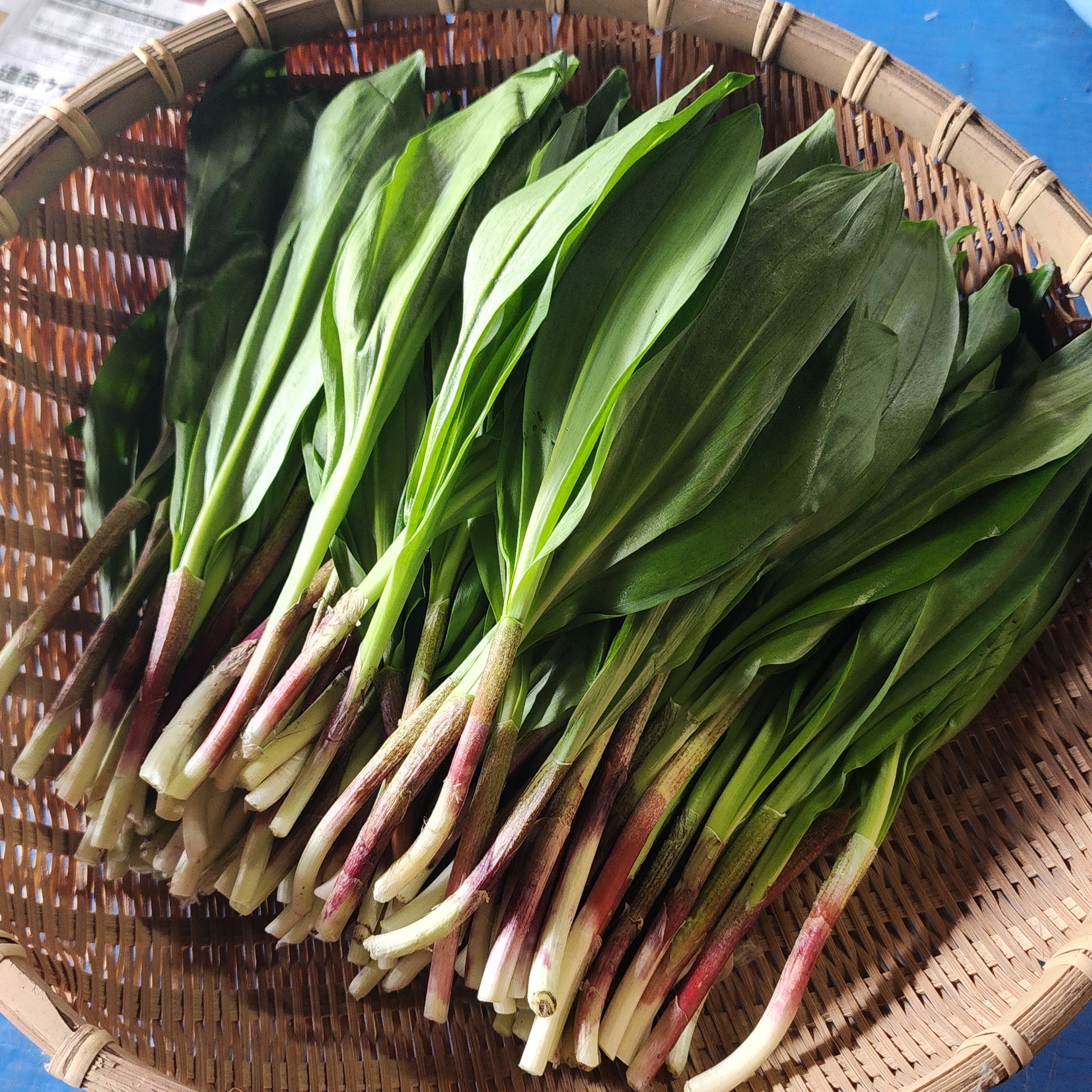 今シーズンラスト！北海道産！天然 行者にんにく1ｋｇ | 野菜/山菜 