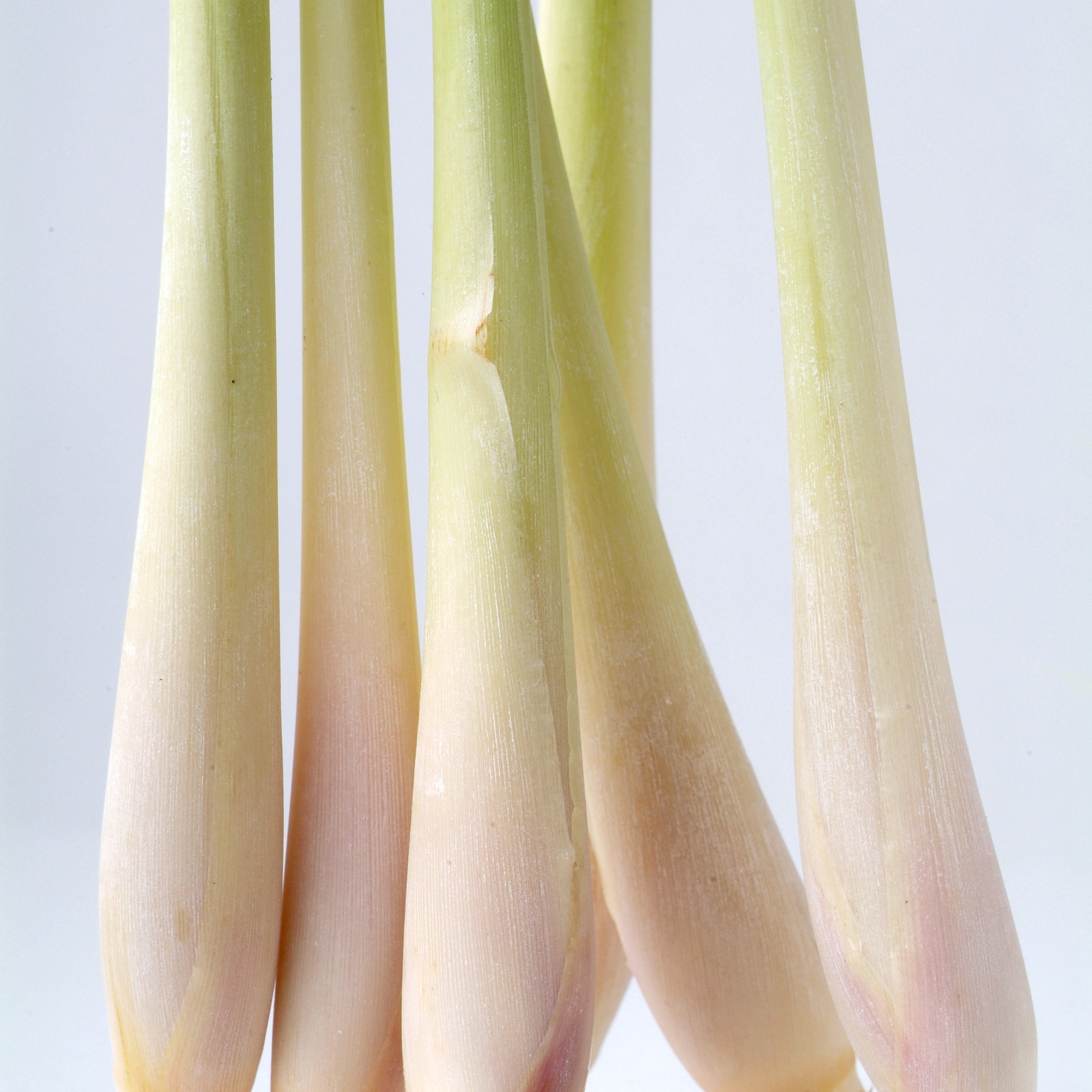 生レモングラス10KG 沖縄県糸満産 生レモングラス500g｜太茎で香り濃厚 ｜ 野菜/ハーブ