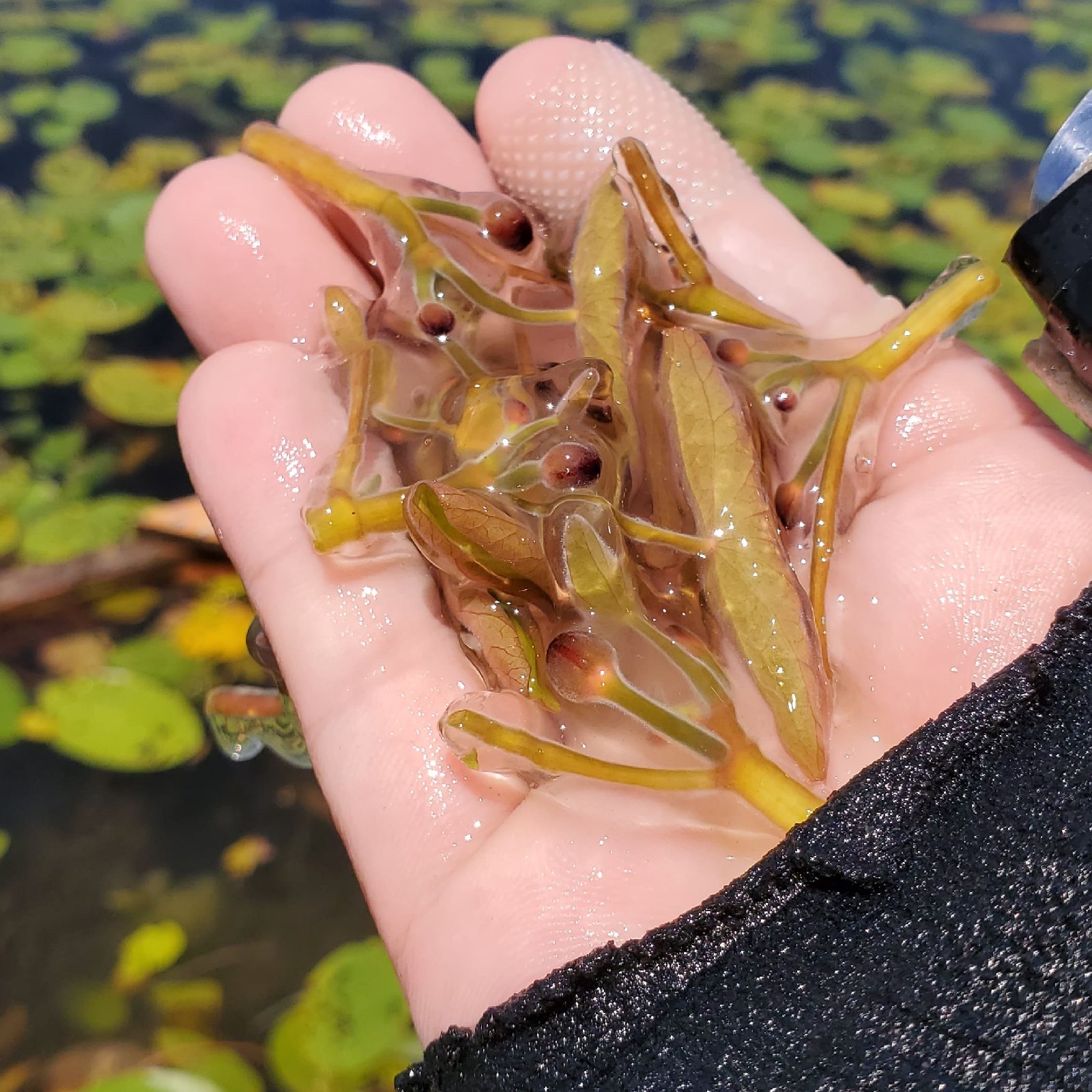 三重県産じゅんさい10キロ　クール着払い 35011c20v03.jpg