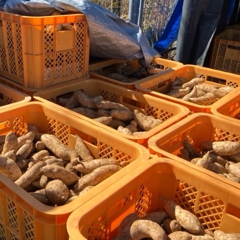 標高1000mで育ったムラサキ芋🍠 ひげ根土付き | 野菜/さつまいも 産直