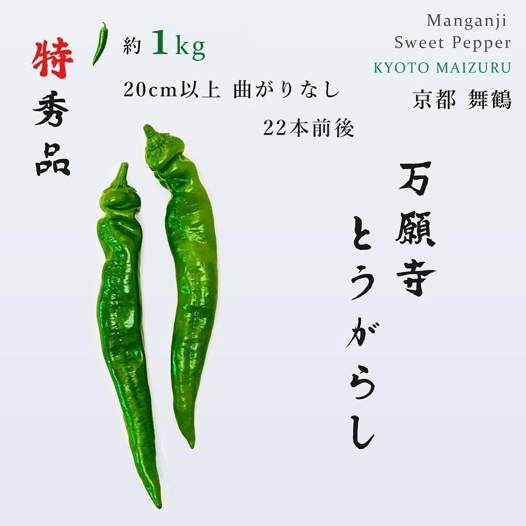 採れたて 長唐辛子 産地直送5キロ 新鮮