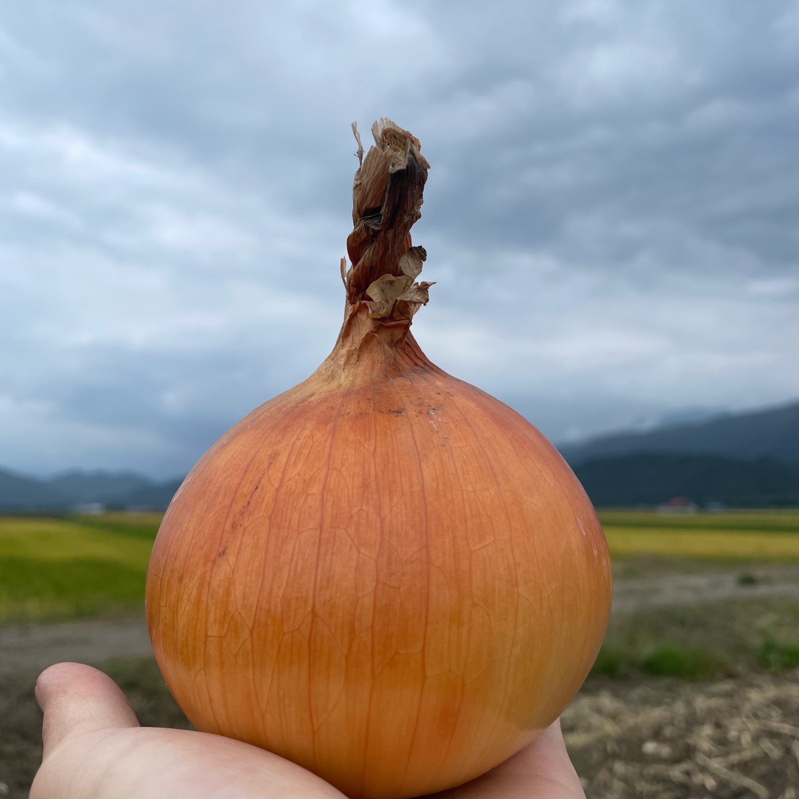 きおう 10kg 36玉 秀 中玉 箱詰め 産地直送 富良野産10kg玉ねぎ】玉ねぎ10kg箱サイズ混合 ｜ 野菜/玉ねぎ 産直