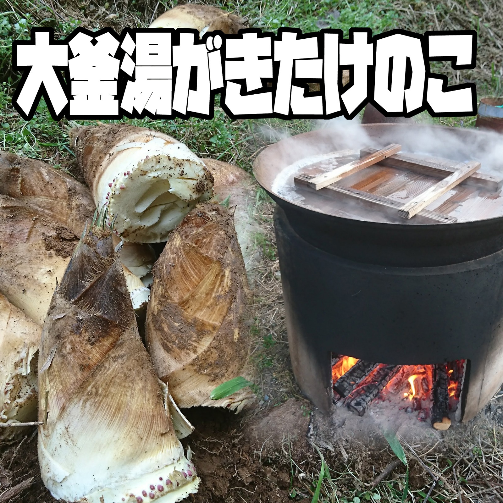 大釜湯がきたけのこ 1.5Kg ｜ 野菜/たけのこ 産直アウル 農家・漁師