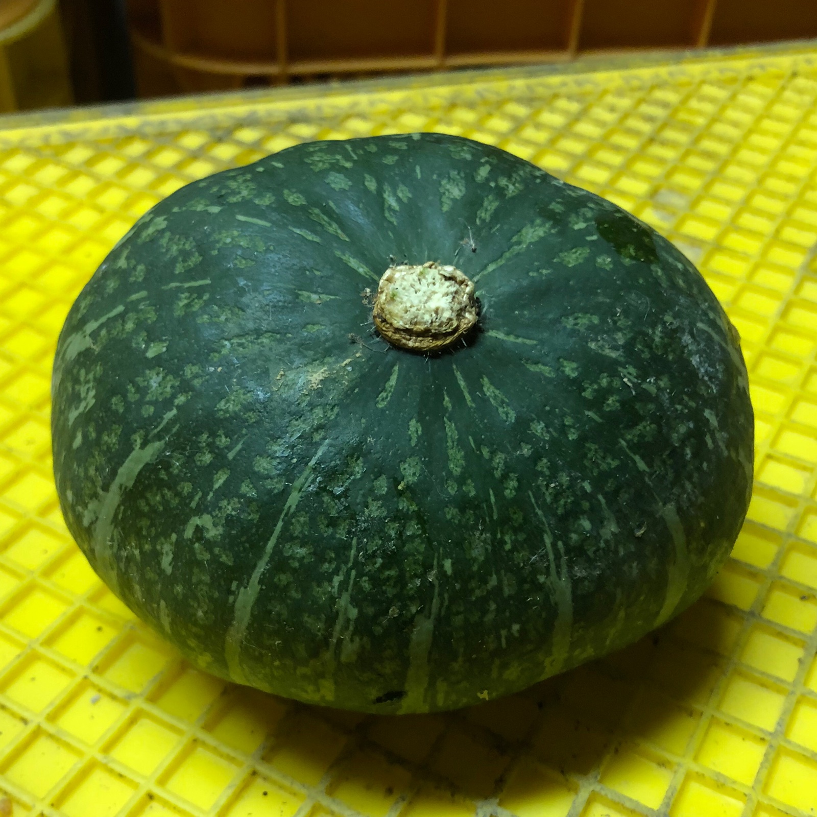 エビスカボチャ🎃 訳あり 小さいサイズ ｜ 野菜/かぼちゃ 産直アウル
