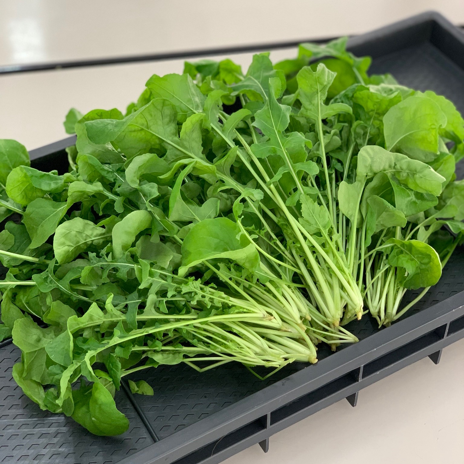 ルッコラページ お試し用】いろんな料理に合わせやすい！水耕ルッコラ🌱 ｜ 野菜/葉物