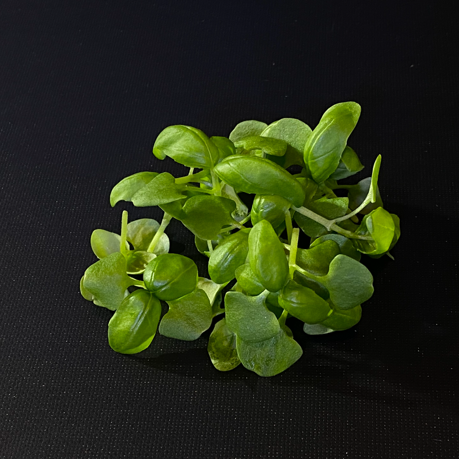 生涯保証書付　美品　バジルグリーン　14cm バジル】マイクログリーン(14g) ｜ 野菜/ハーブ 産直アウル 農家