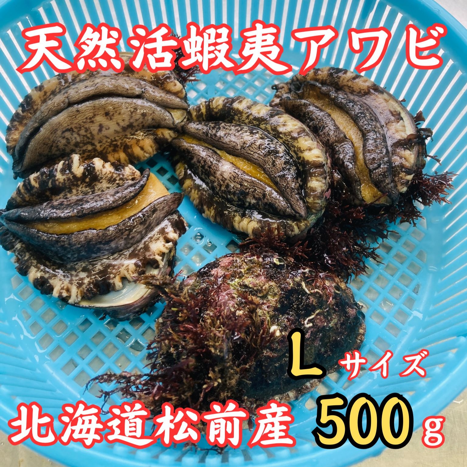 ロマンメイド　マザー　鮑アワビ　新品