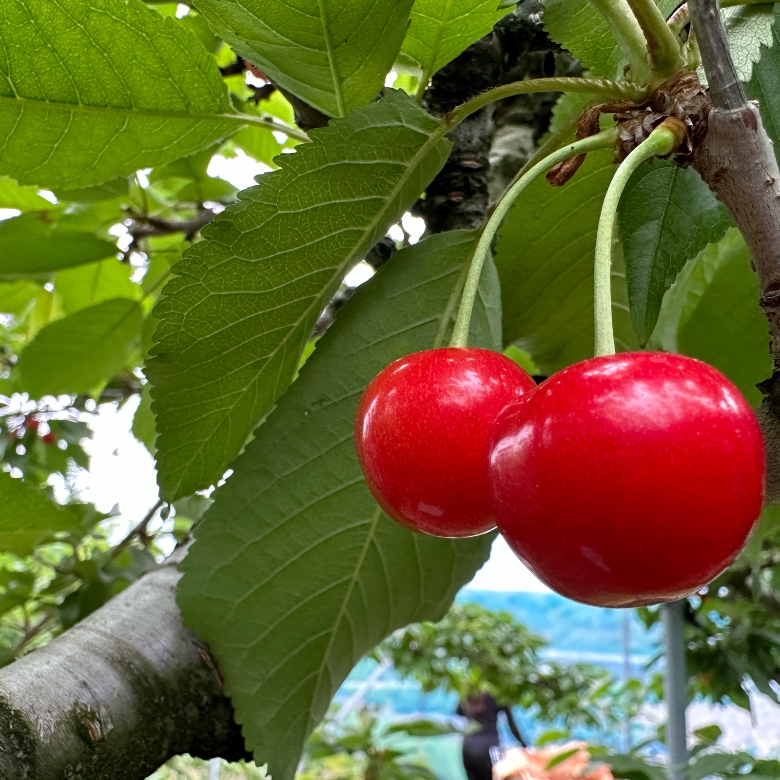 紅秀峰 』訳あり1k特価割(限定30箱) さくらんぼ 山形県天童産 1kg 訳