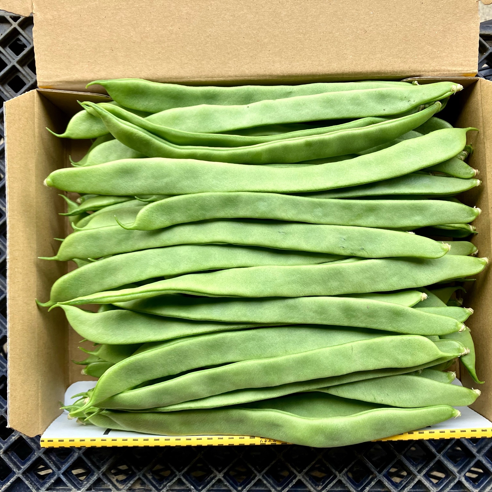 ジャンボいんげんAB品込み5キロ低農薬 インゲンの通販｜その他豆類｜食べチョク｜産地直送(産直)お
