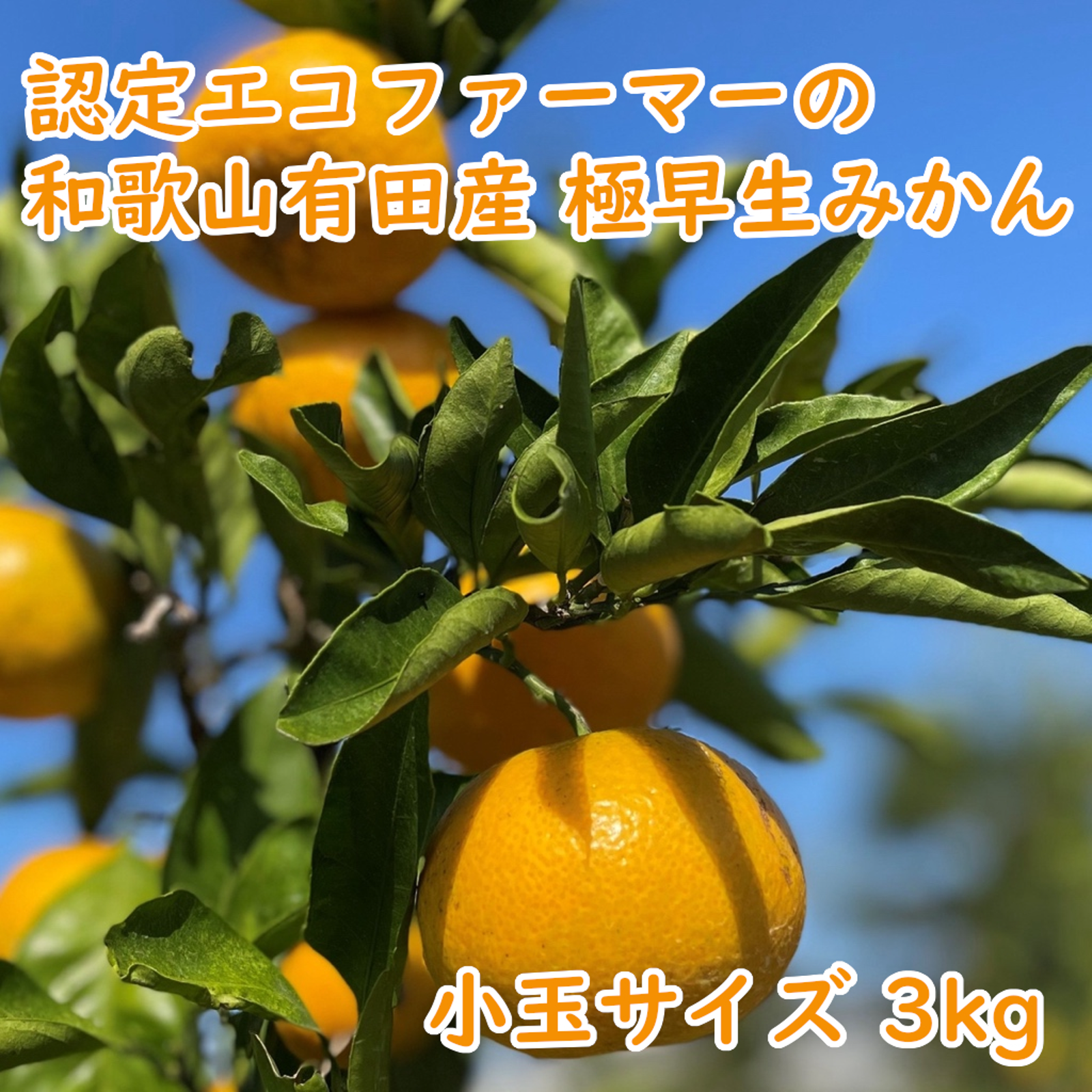 10/11,12収穫分】和歌山有田産・フレッシュ！ 極早生みかん≪小玉 3
