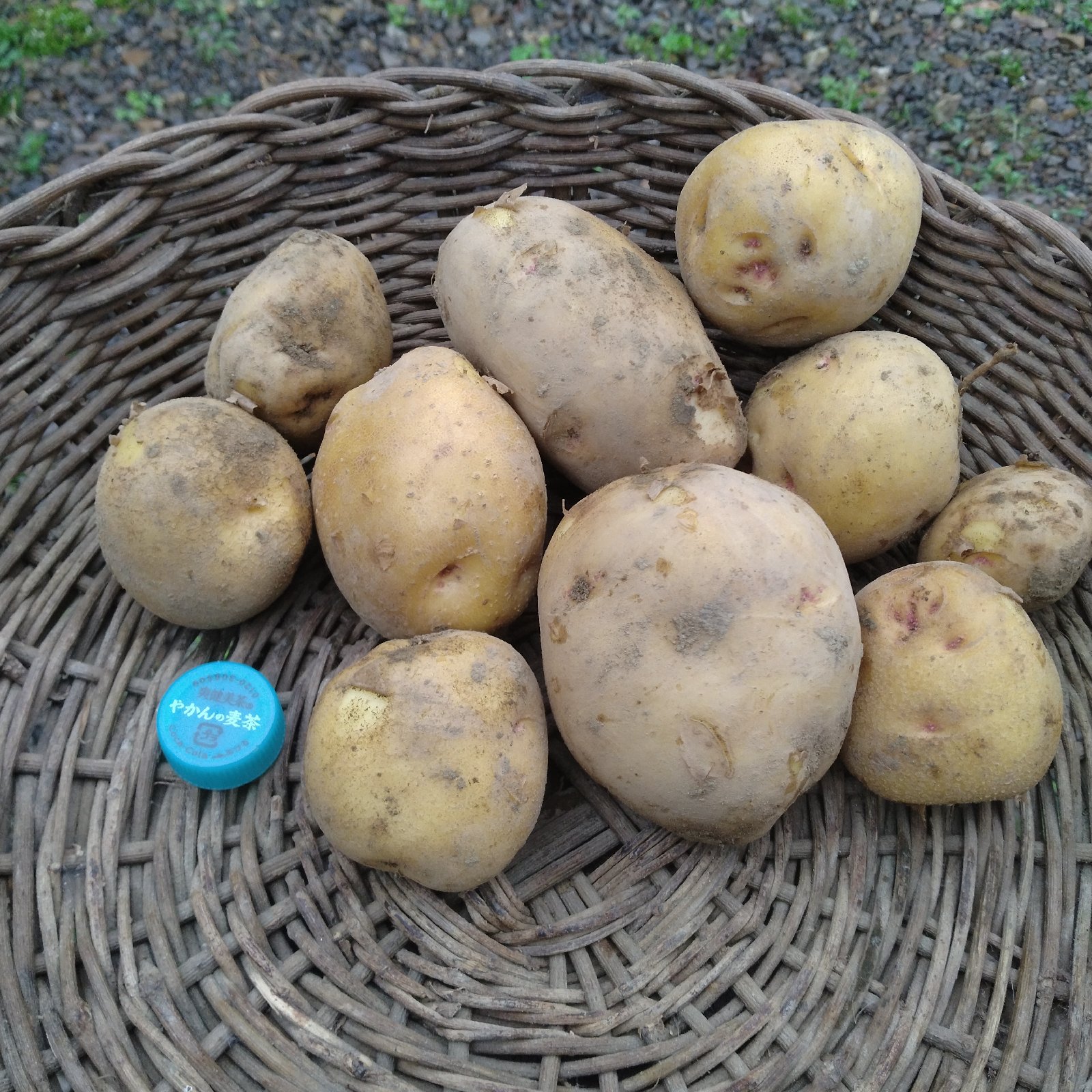 無農薬《じゃがいもキタアカリ》本州、四国、九州の方 ｜ 野菜 