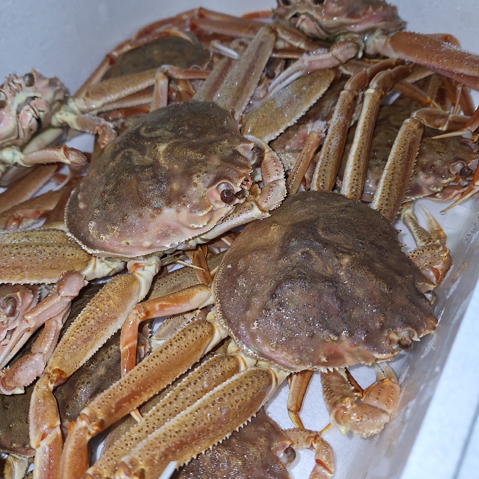 北海道産オオズワイガニ(メス)生冷凍2kg×2ケースセット | 魚介類