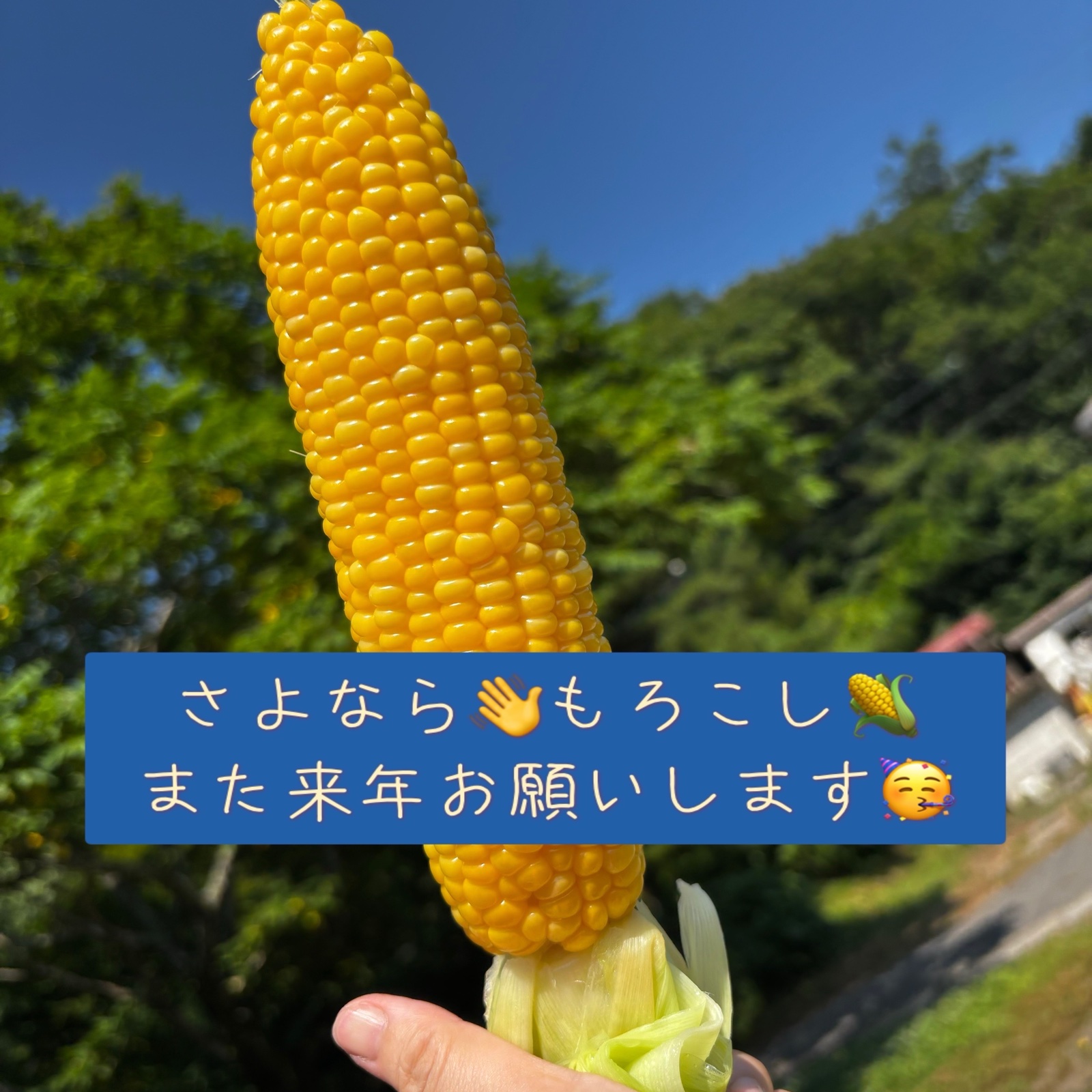 サニーショコラの産地直送食材一覧（通販・お取り寄せ）-産直アウル