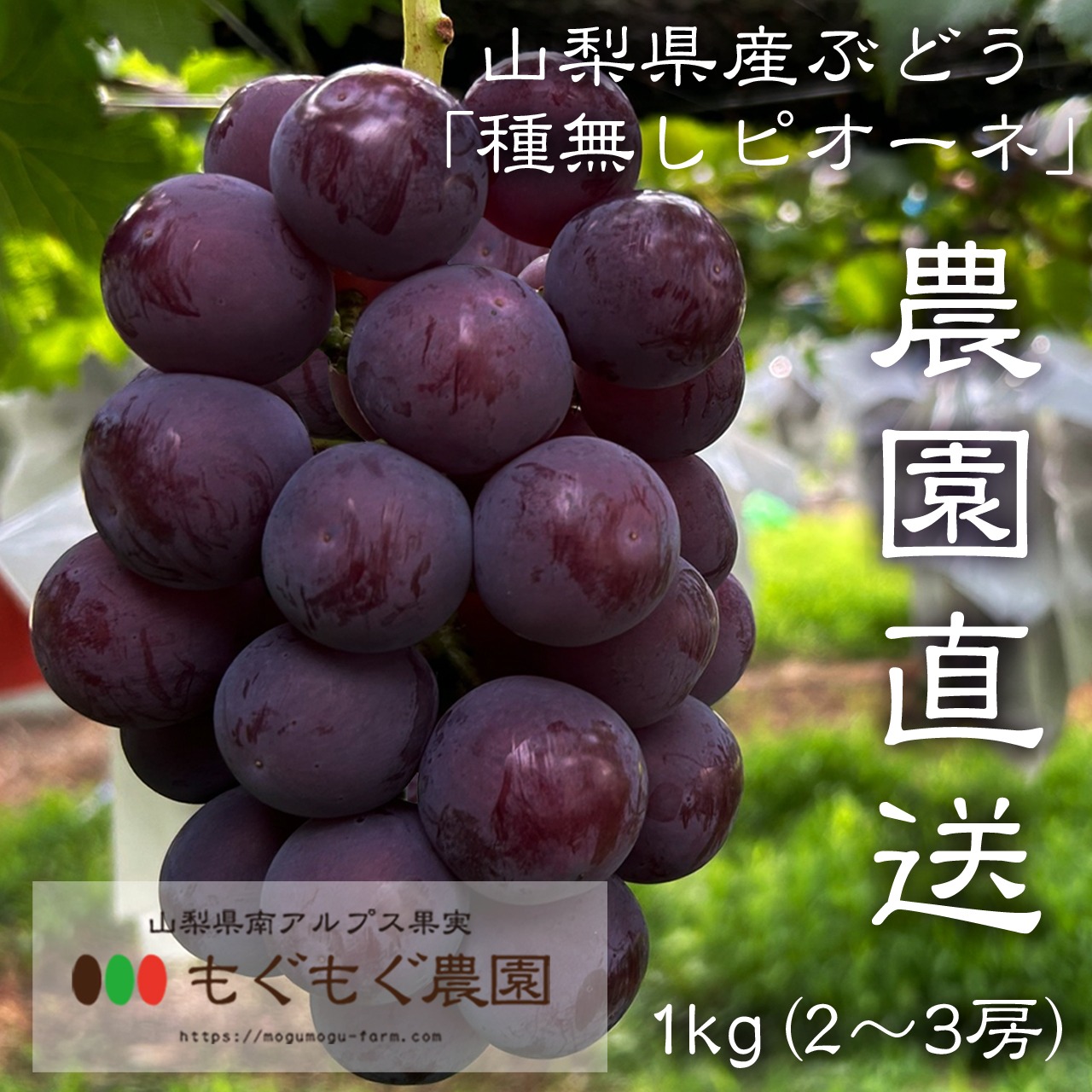 山梨県産】ピオーネ(種無し)1kg（2〜3房）【クール便】 | 果物/ぶどう