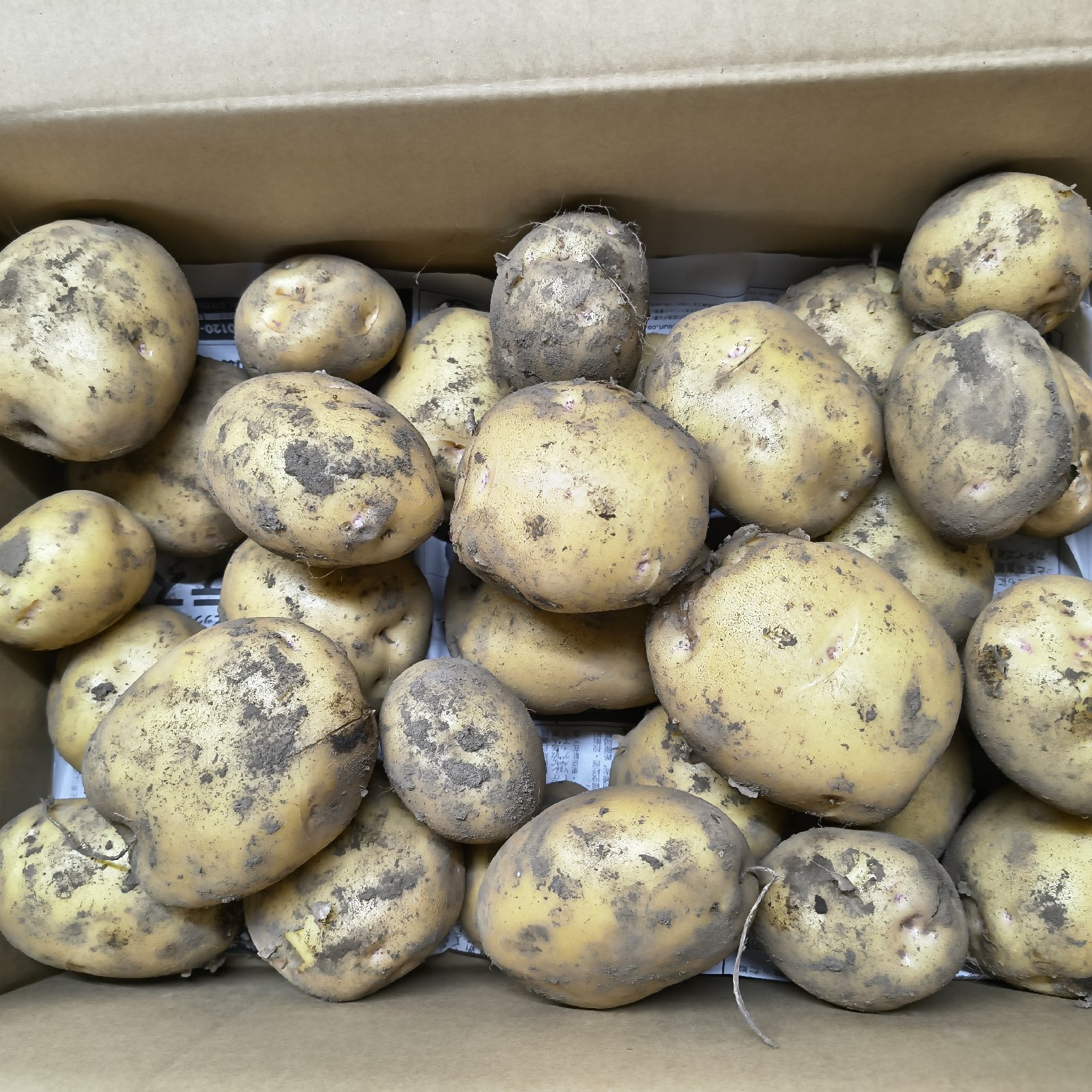 ストックにおすすめ！たっぷりじゃがいも 4.5kg とうや パチャママ農園