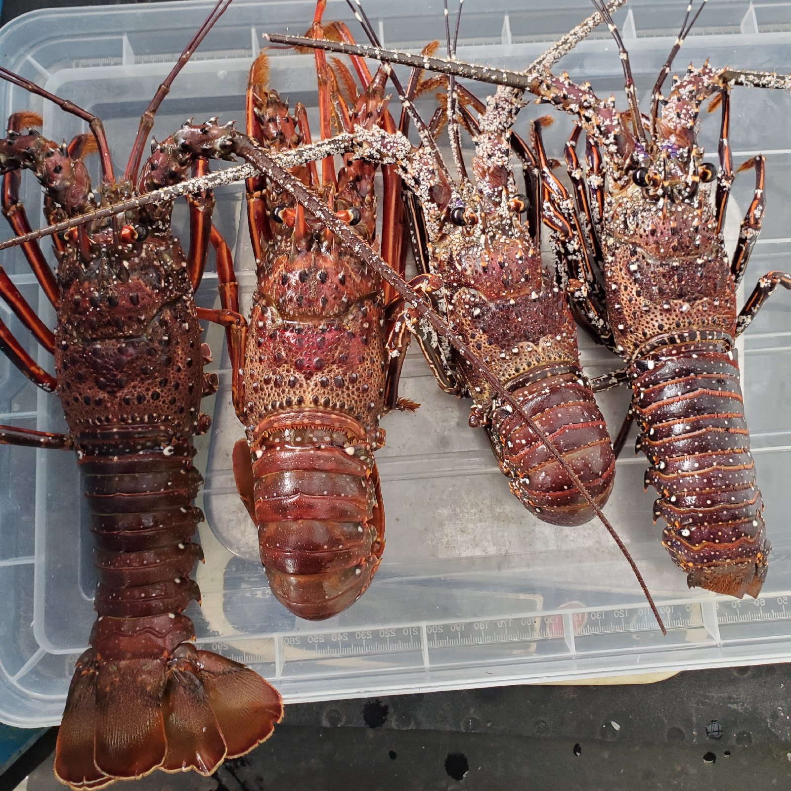 伊勢海老　2キロ（8〜12匹） 伊勢海老 2キロ（8〜12匹） 楽天市場】伊勢海老 2kgの通販