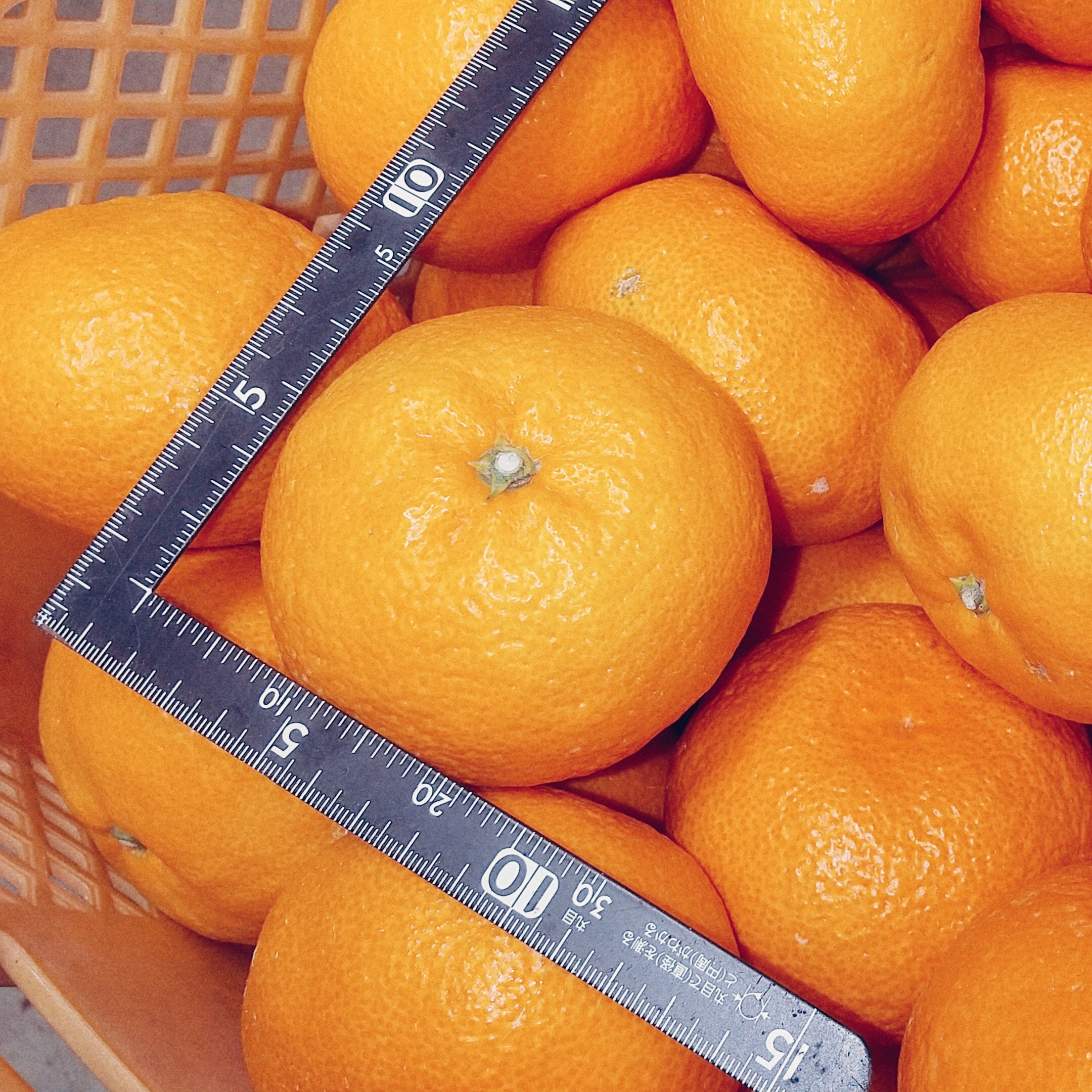 愛媛県西宇和産 特大 温州みかん 3Lサイズ～約8kg ｜ 果物/温州
