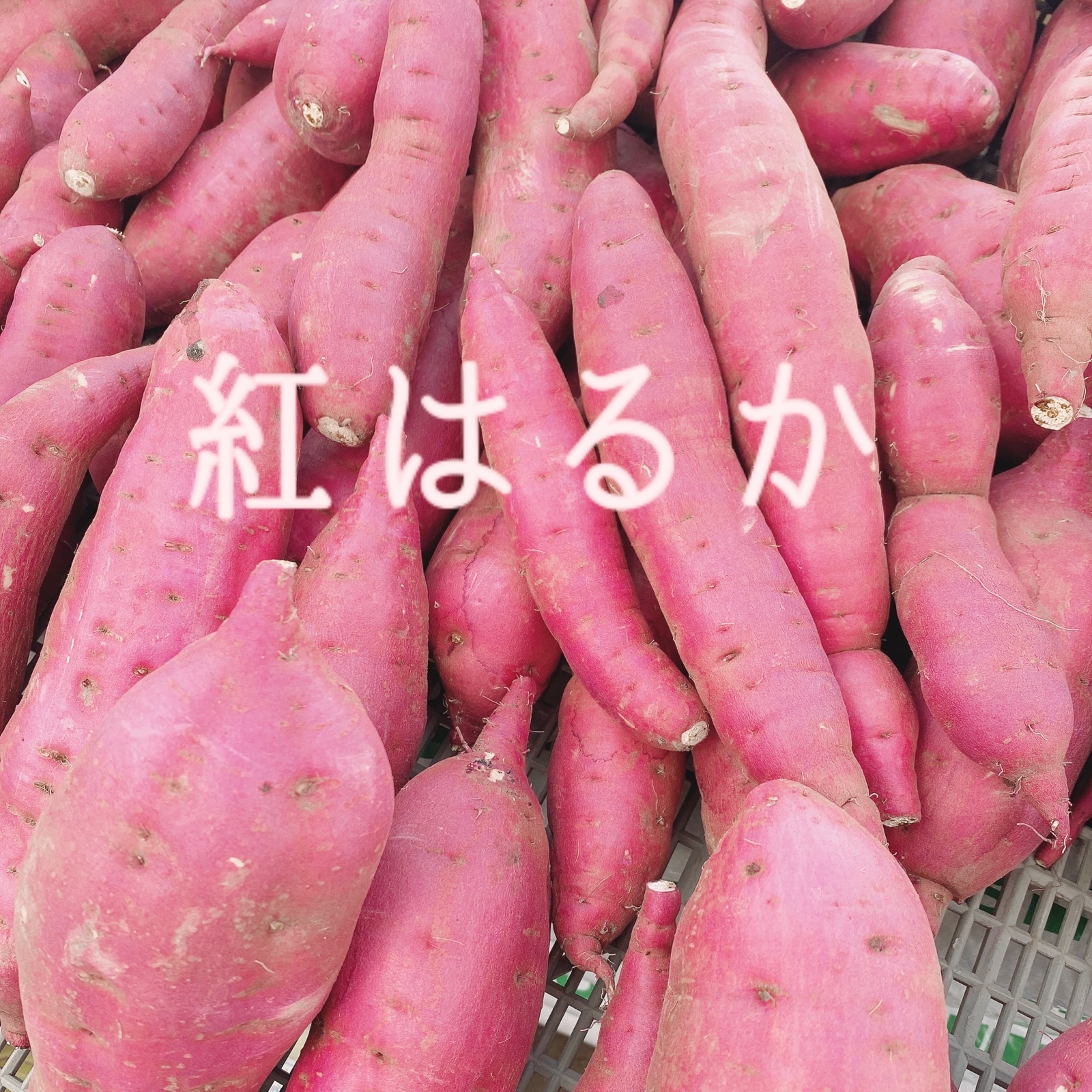 らるふるのさつまいも〈紅はるか〉3kg（サイズいろいろ） ｜ 野菜