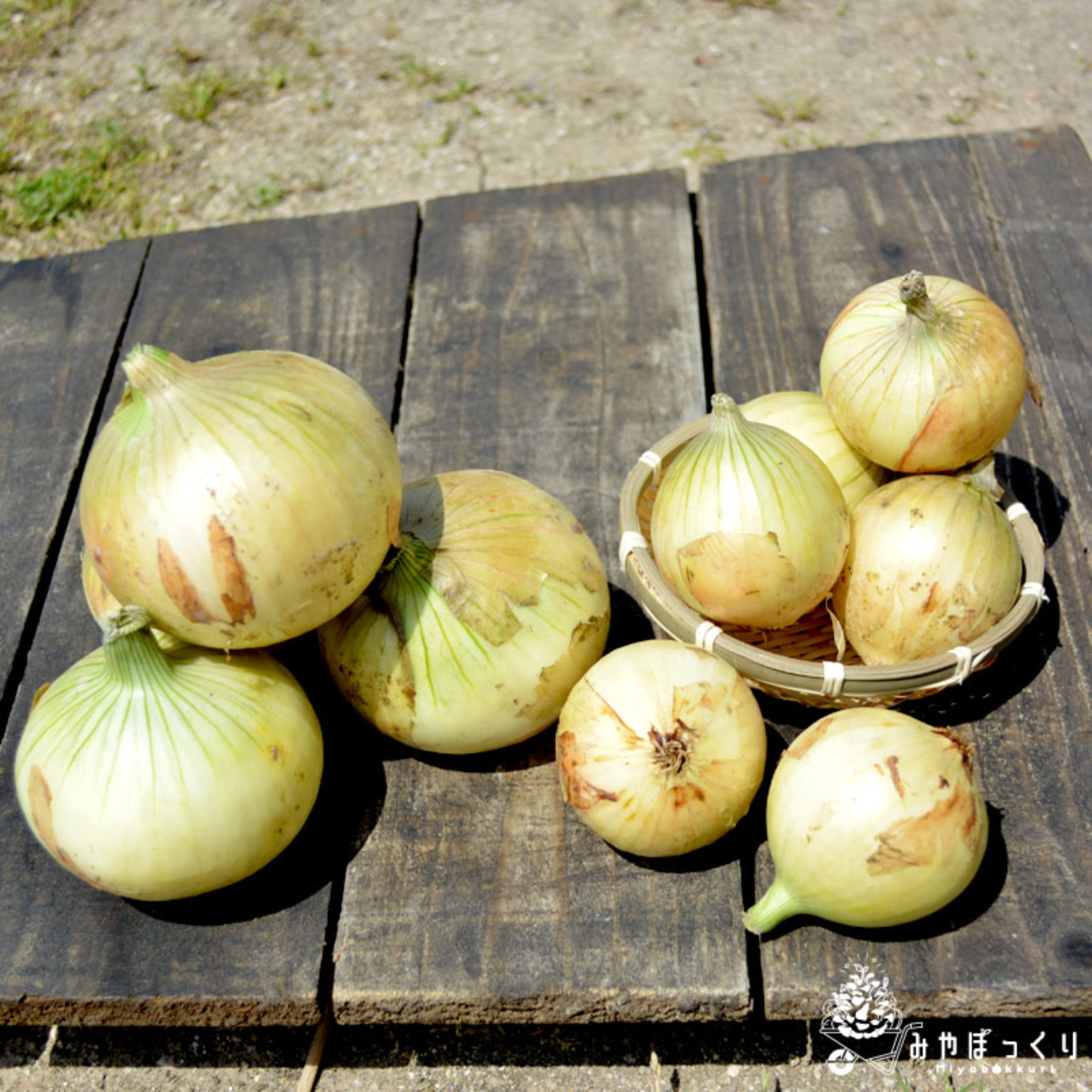 淡路島産三種の玉ねぎ詰め合わせ10kg ｜ 野菜/玉ねぎ 産直アウル 農家