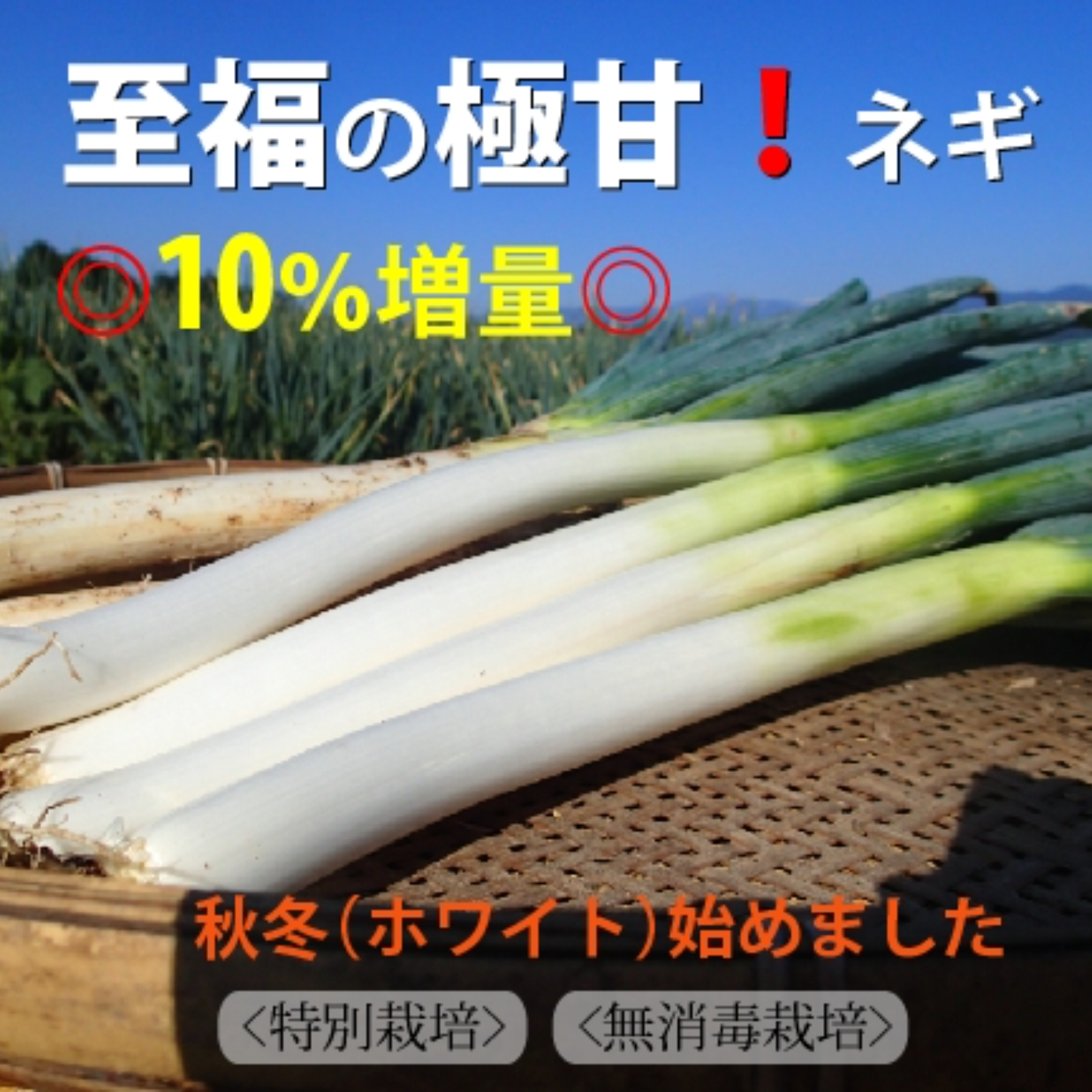 ネギぐださい専用