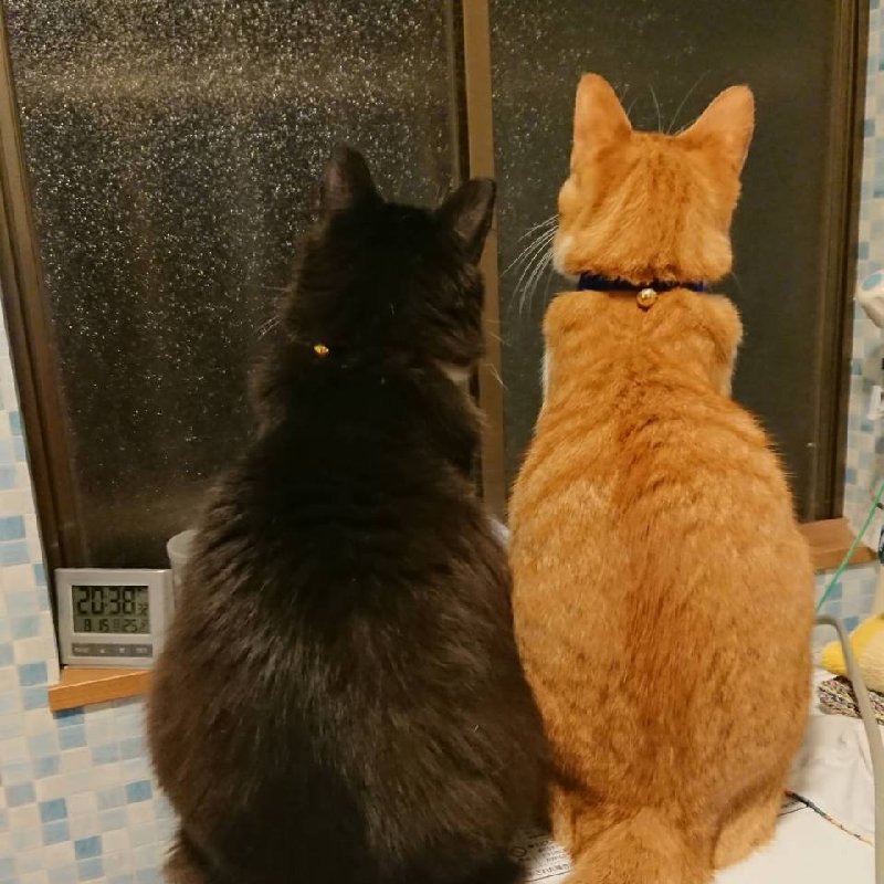 にゃんもこ 小さな自然農園 にゃんモコ（福岡県・嘉麻市）｜生産者詳細｜産直アウル