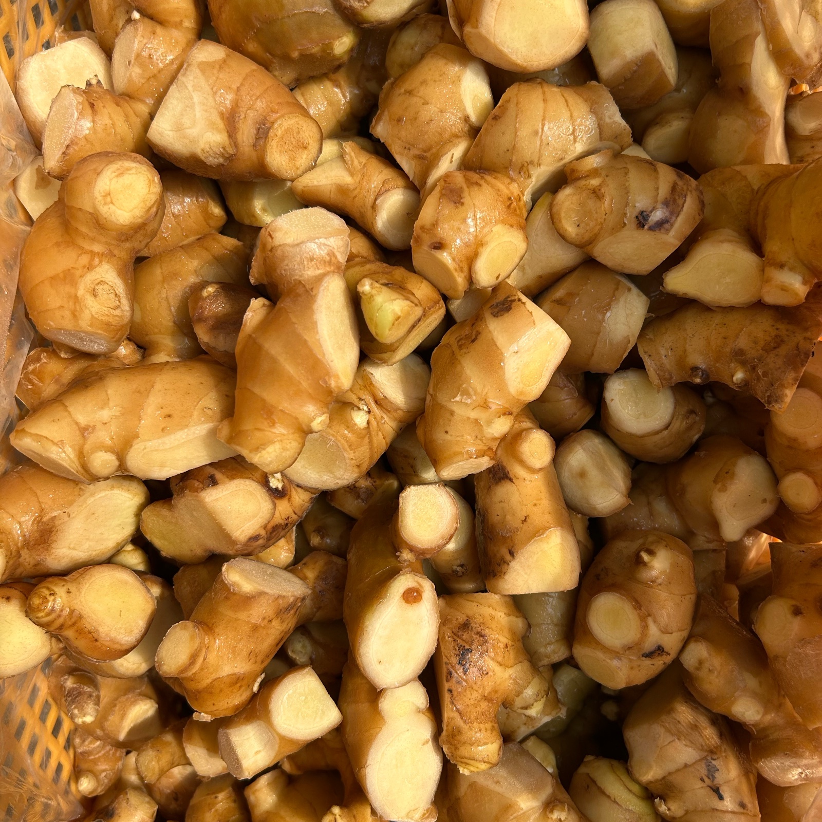 高知県産囲生姜10Kg 高知県産囲生姜10Kg | 野菜/薬味 産直アウル 農家から直接野菜