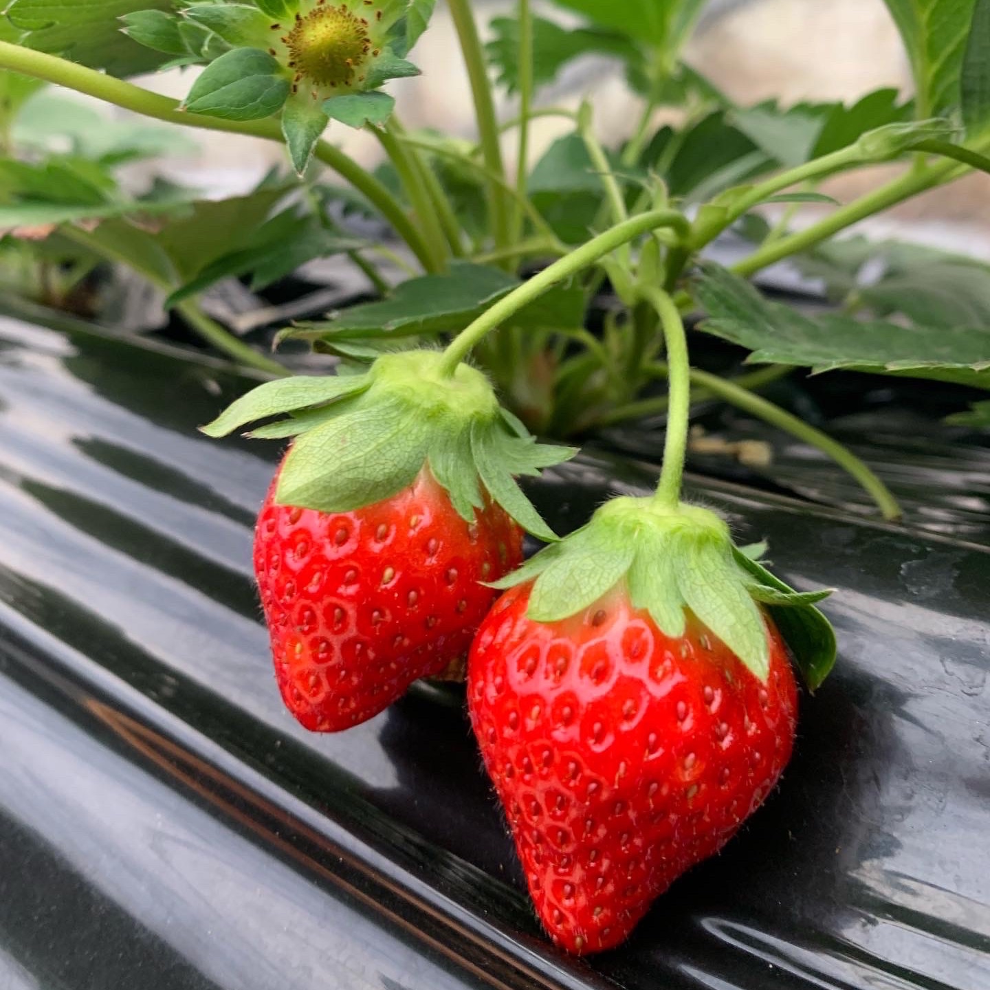 komatsu農園の高原いちご260g×4パック | 果物/いちご 産直アウル 農家